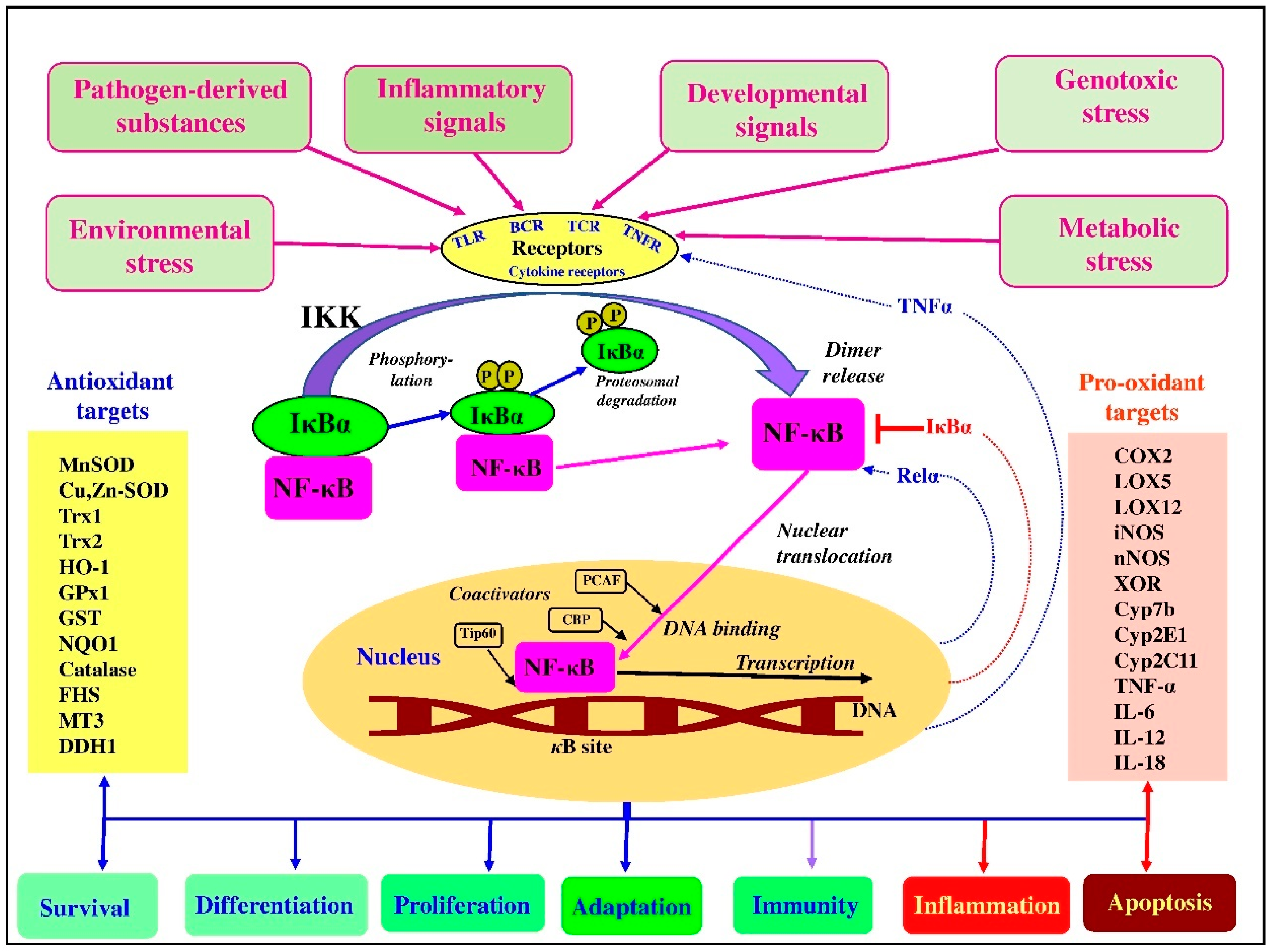 Antioxidants 10 00186 g002
