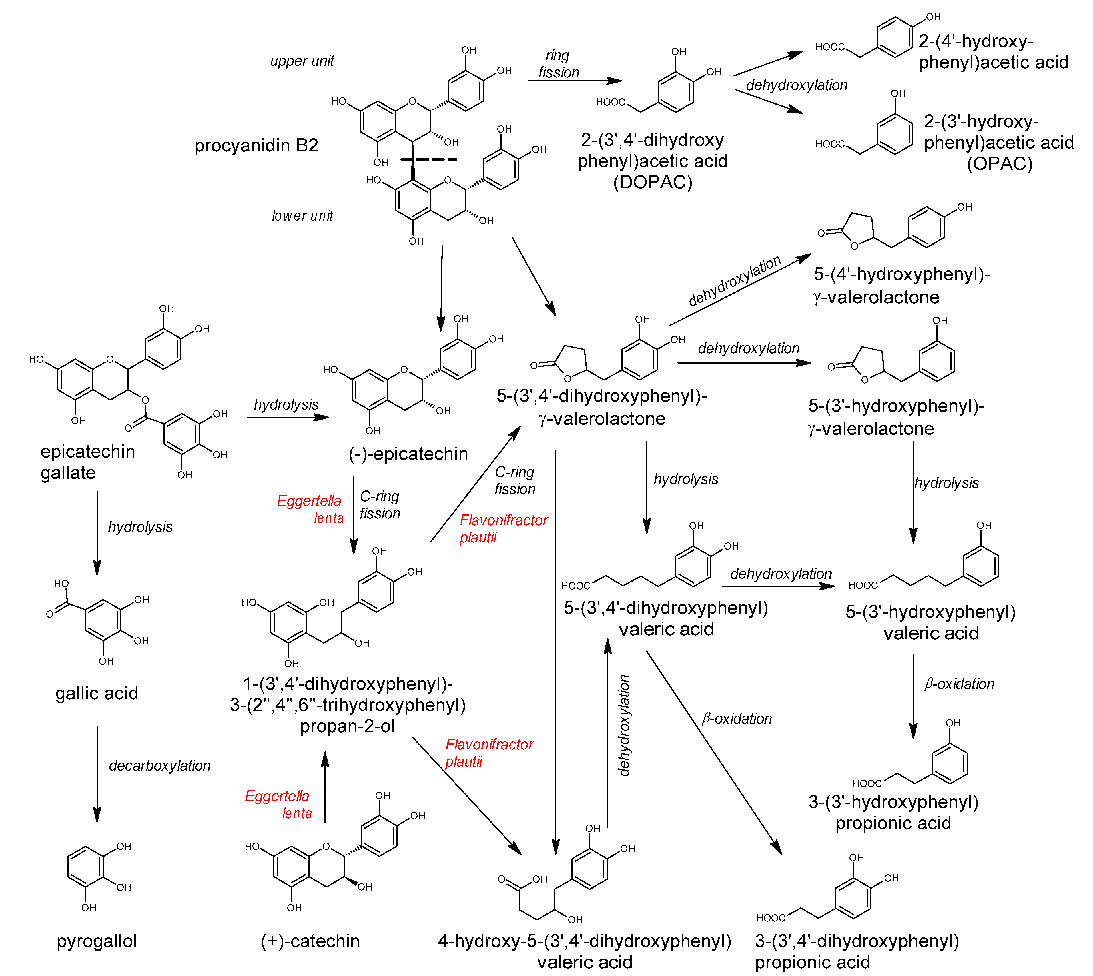 Antioxidants 10 00188 g016