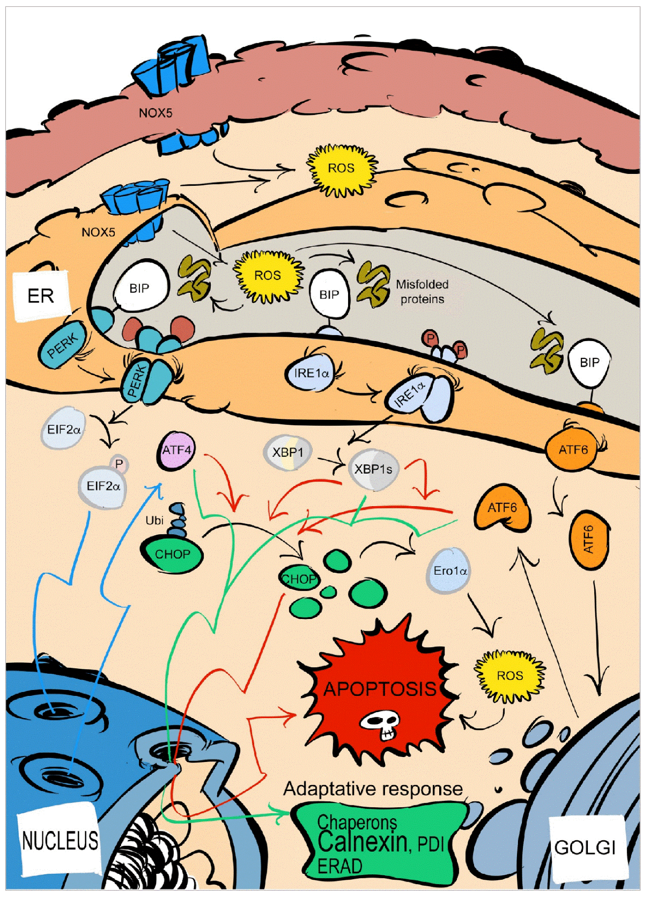 Antioxidants 10 00194 g008