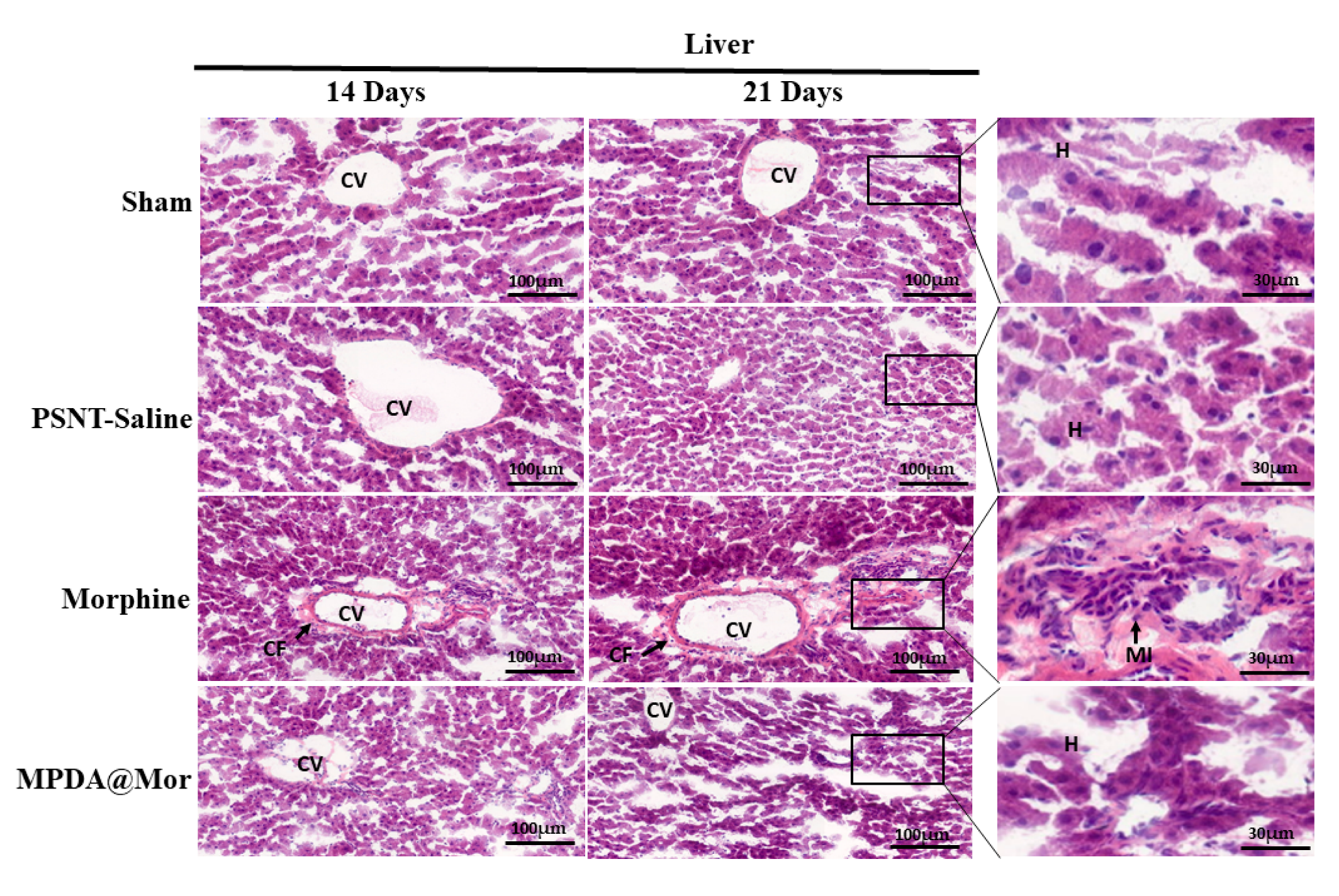 Antioxidants 10 00195 g008