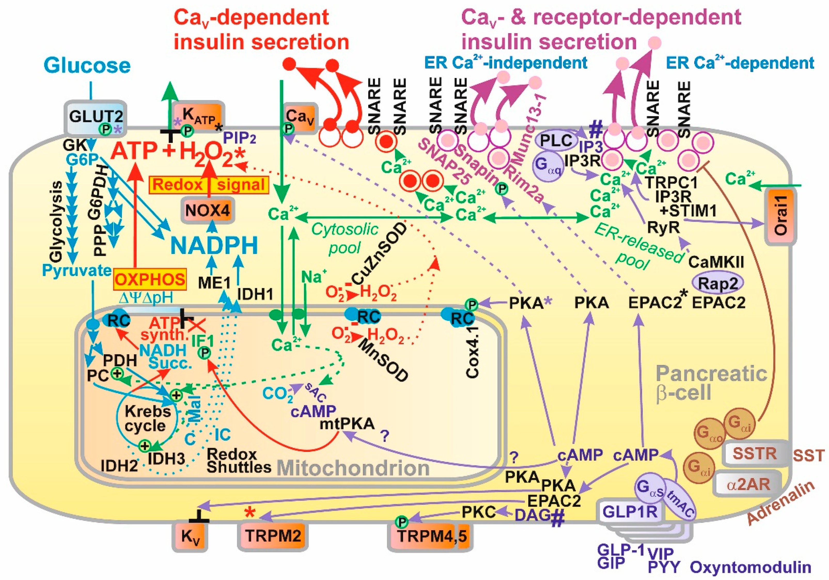 Antioxidants 10 00197 g002