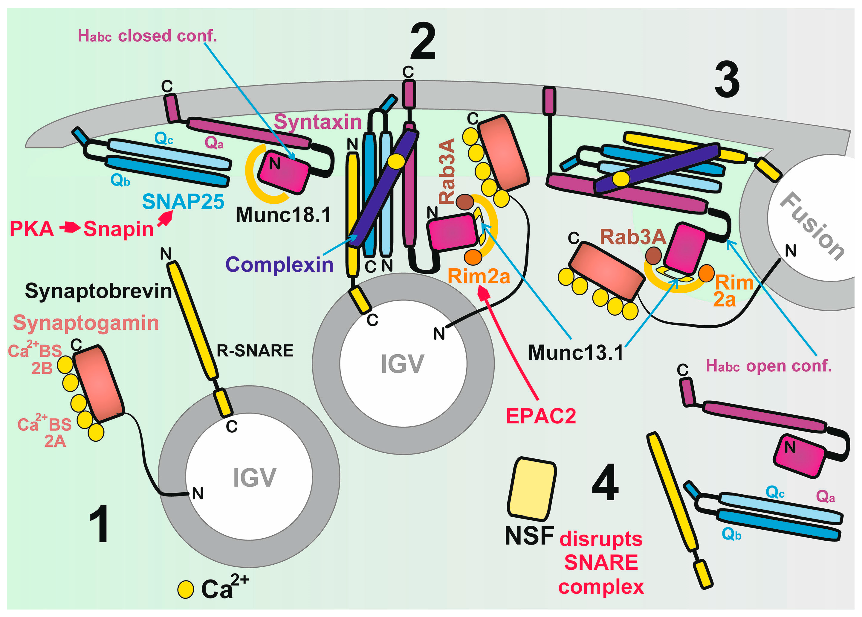 Antioxidants 10 00197 g005