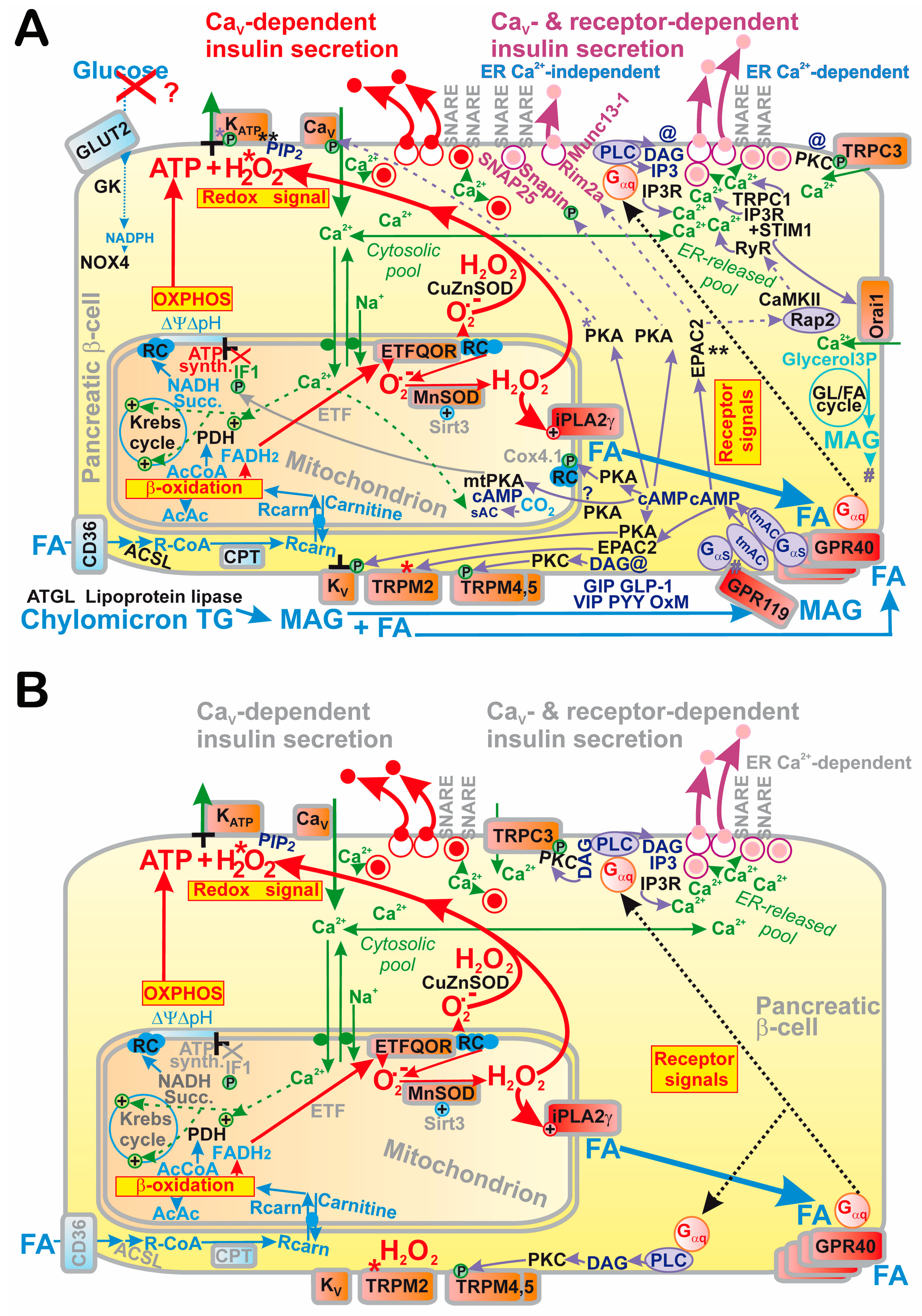 Antioxidants 10 00197 g008