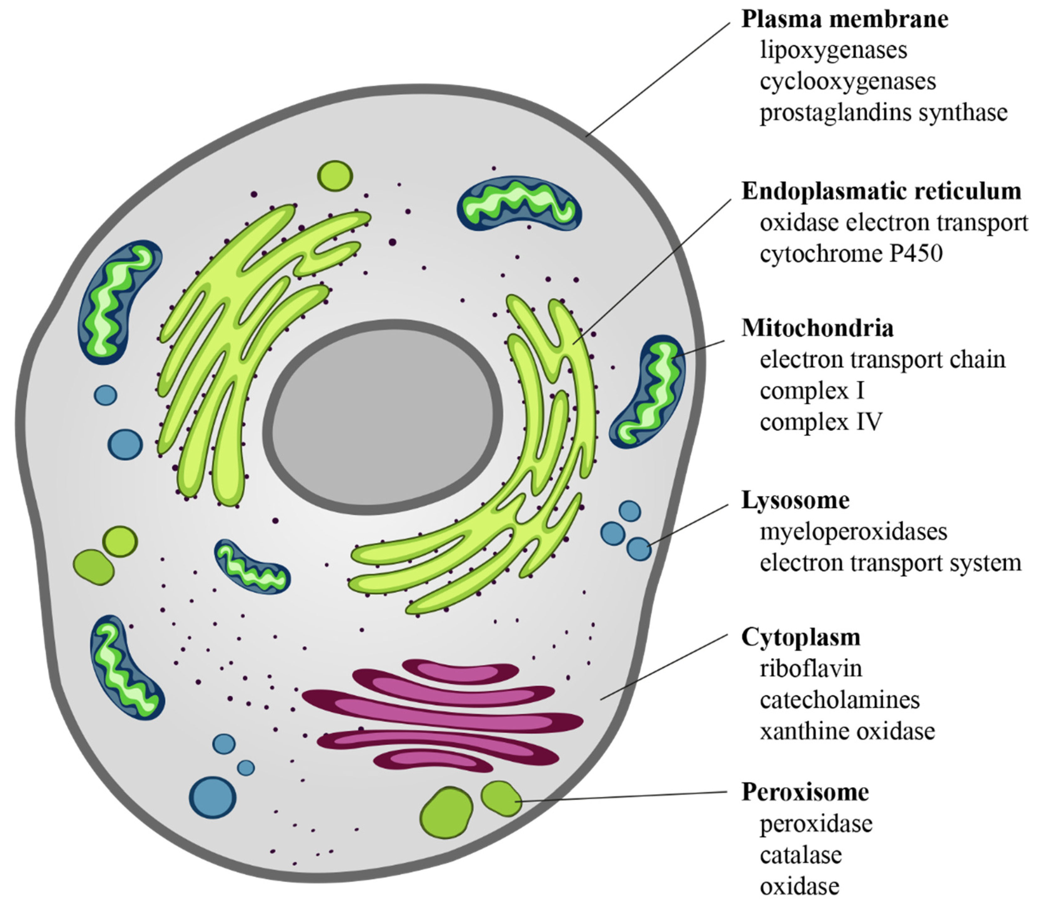 Antioxidants 10 00201 g002