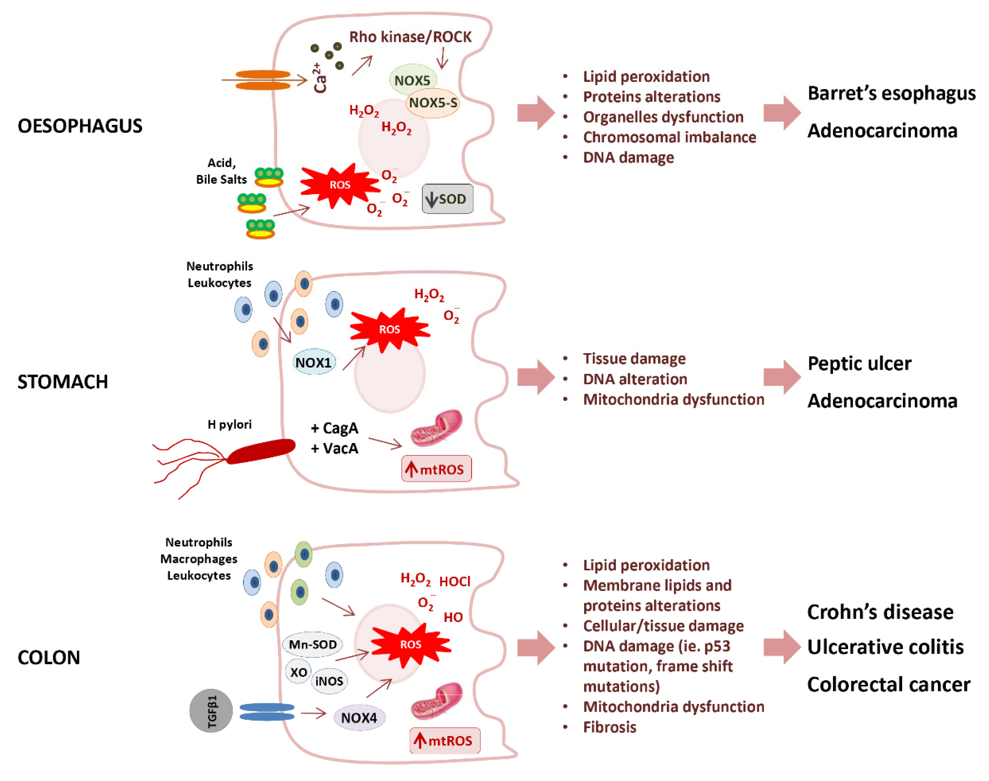 Antioxidants 10 00201 g004