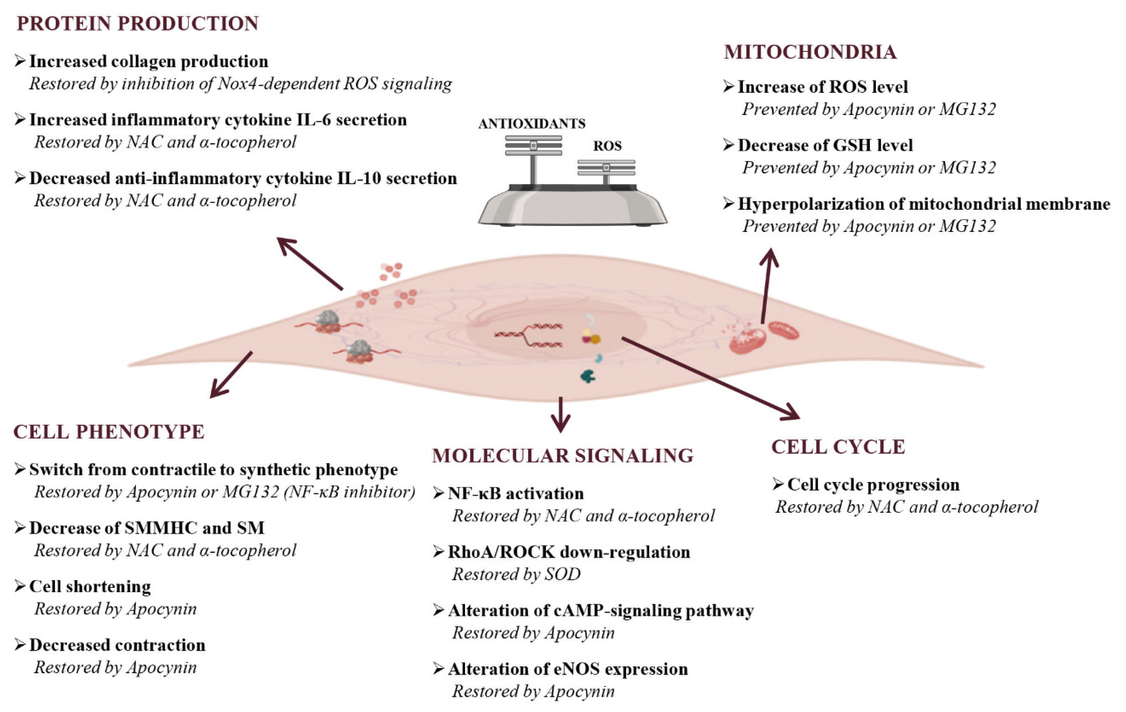 Antioxidants 10 00201 g005