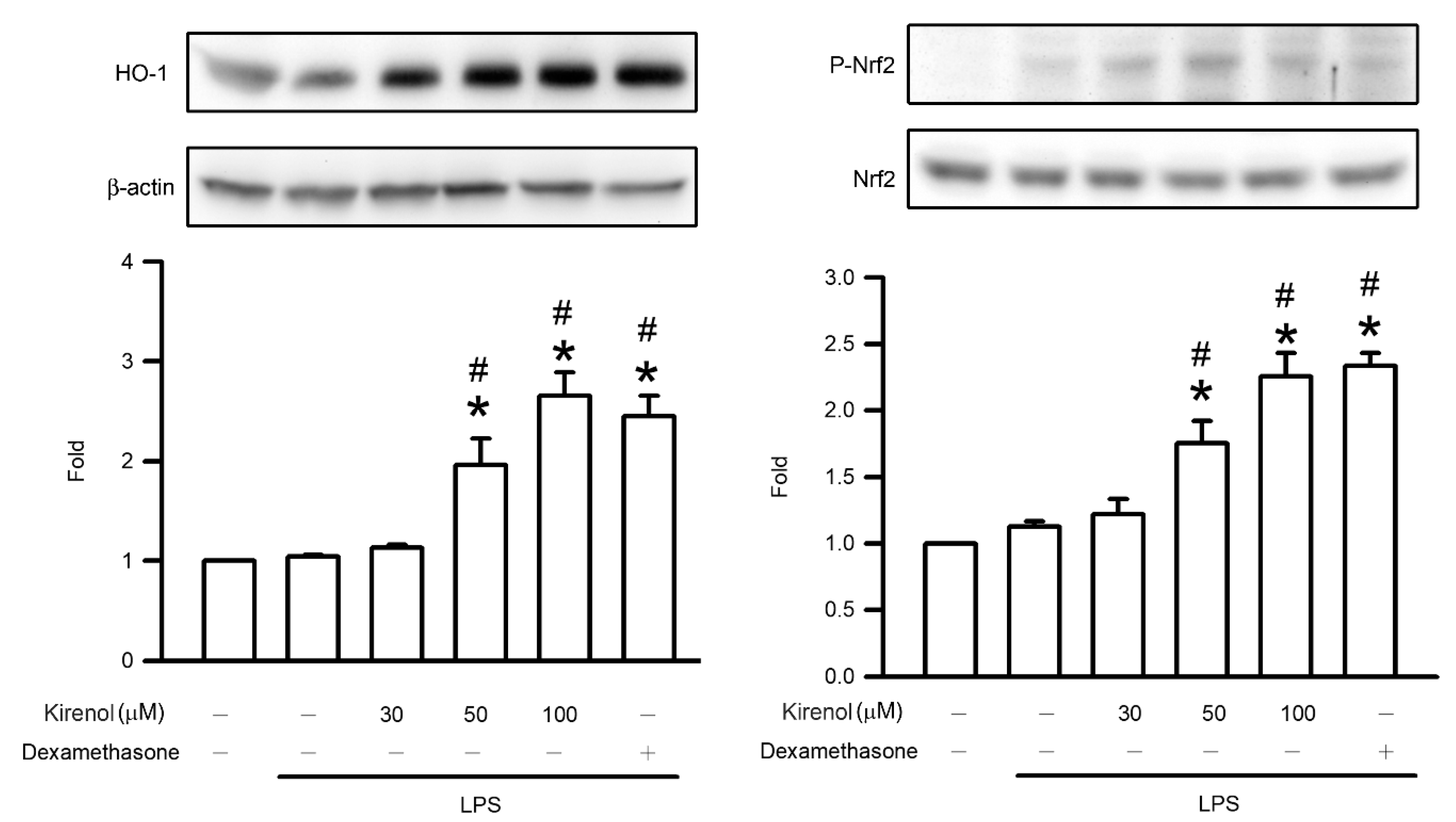 Antioxidants 10 00204 g007