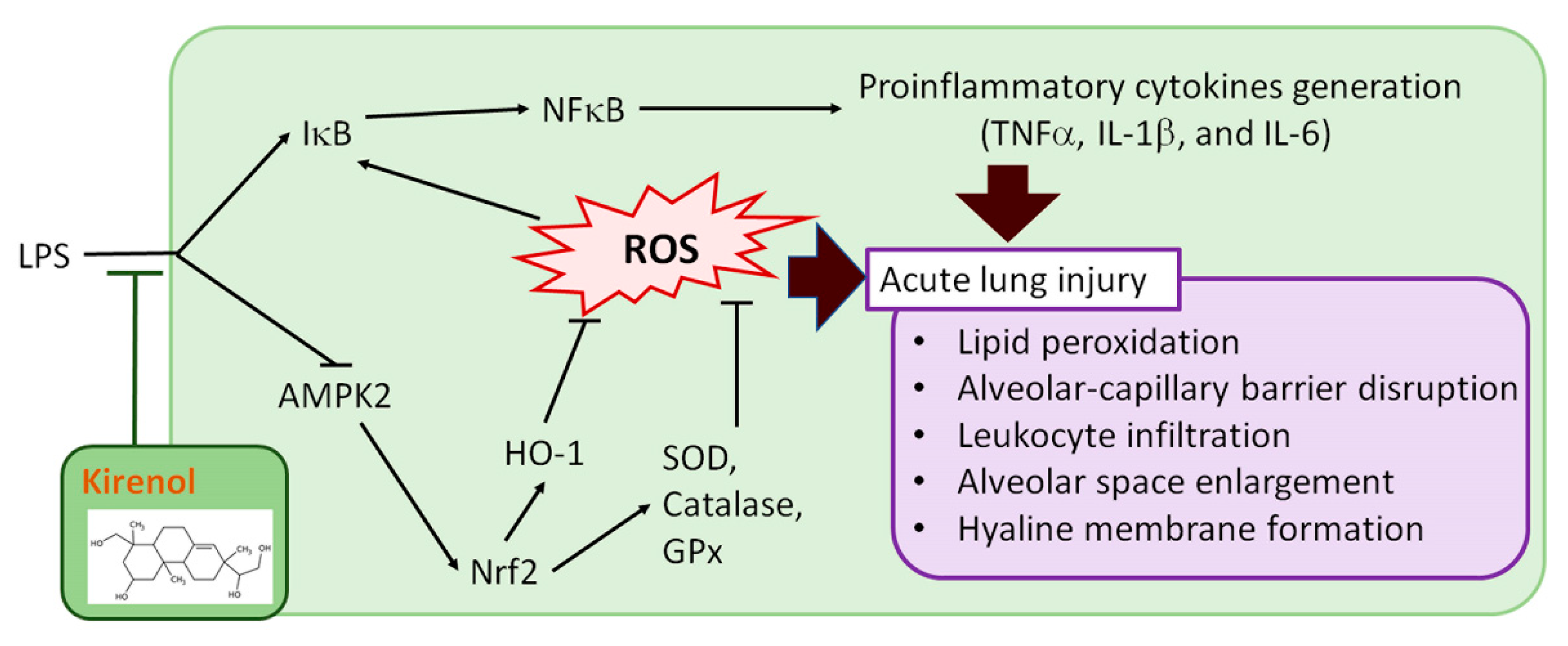 Antioxidants 10 00204 g010