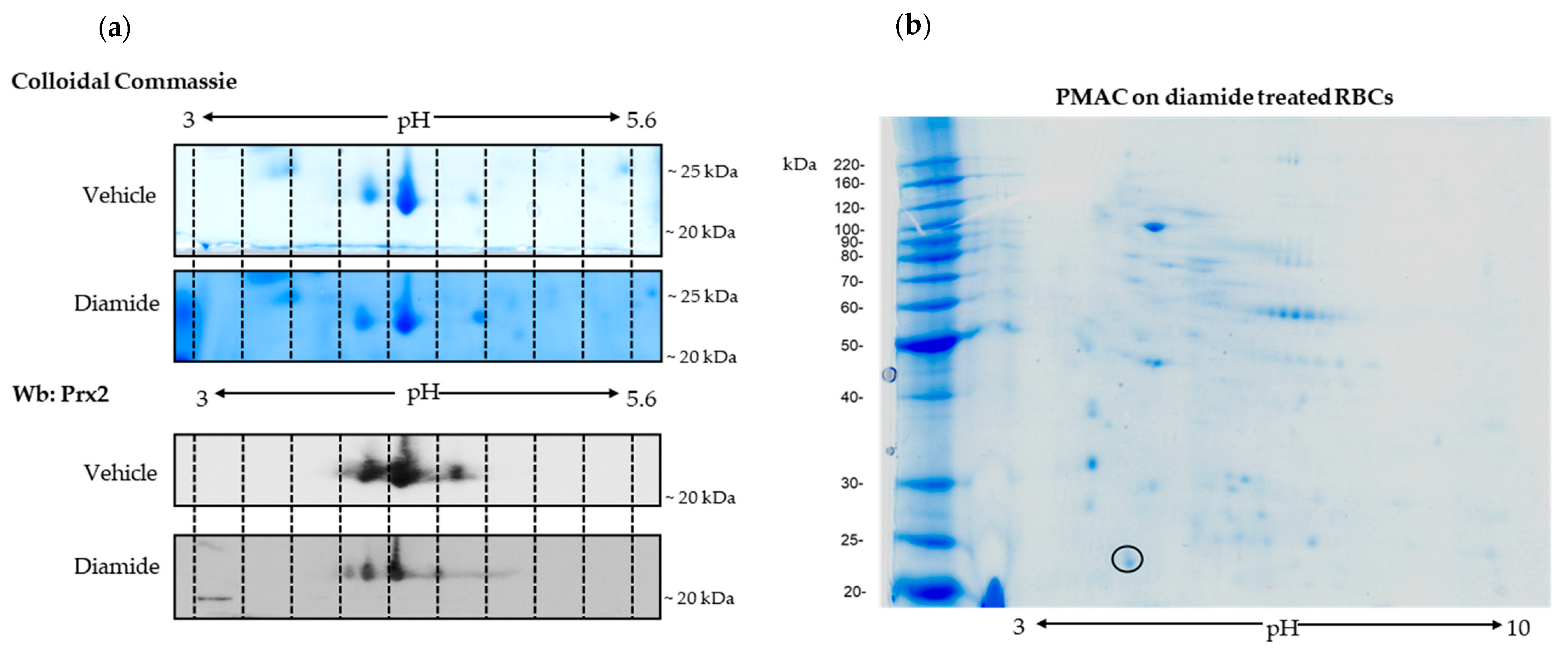 Antioxidants 10 00206 g002