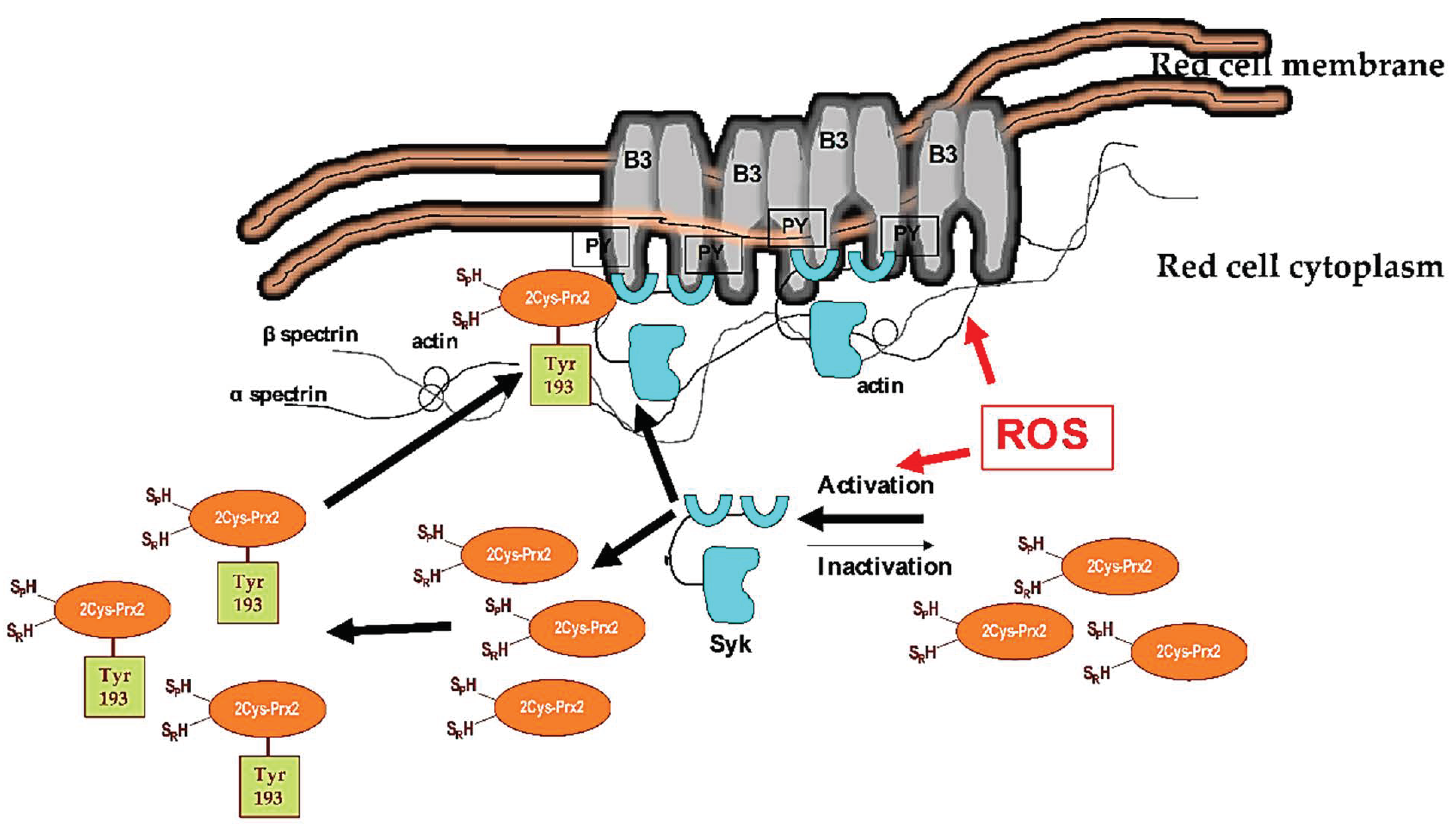 Antioxidants 10 00206 g009