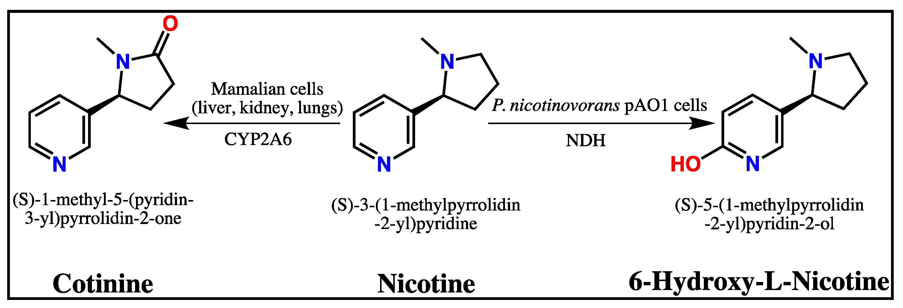 Antioxidants 10 00212 g001
