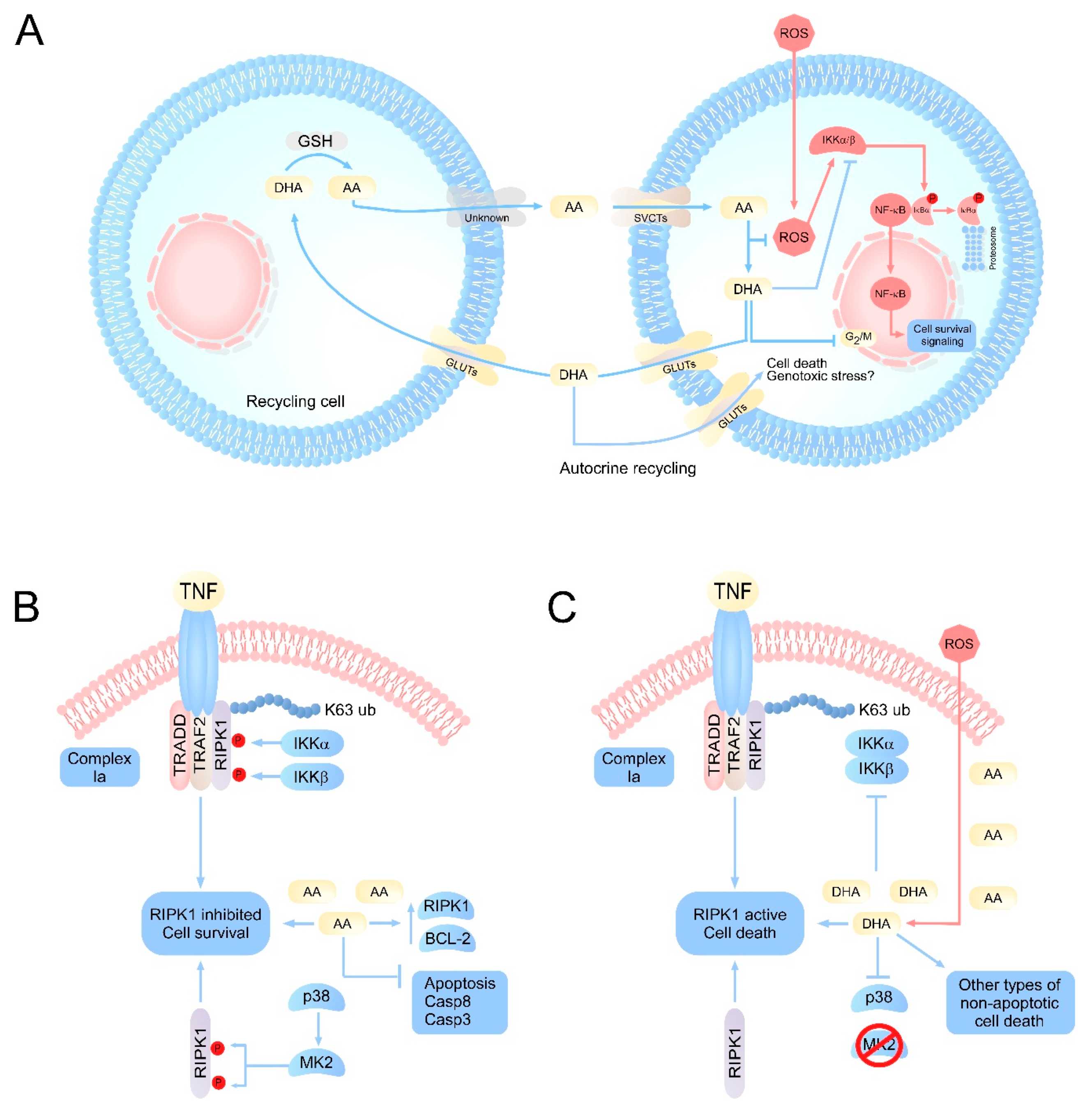 Antioxidants 10 00215 g001