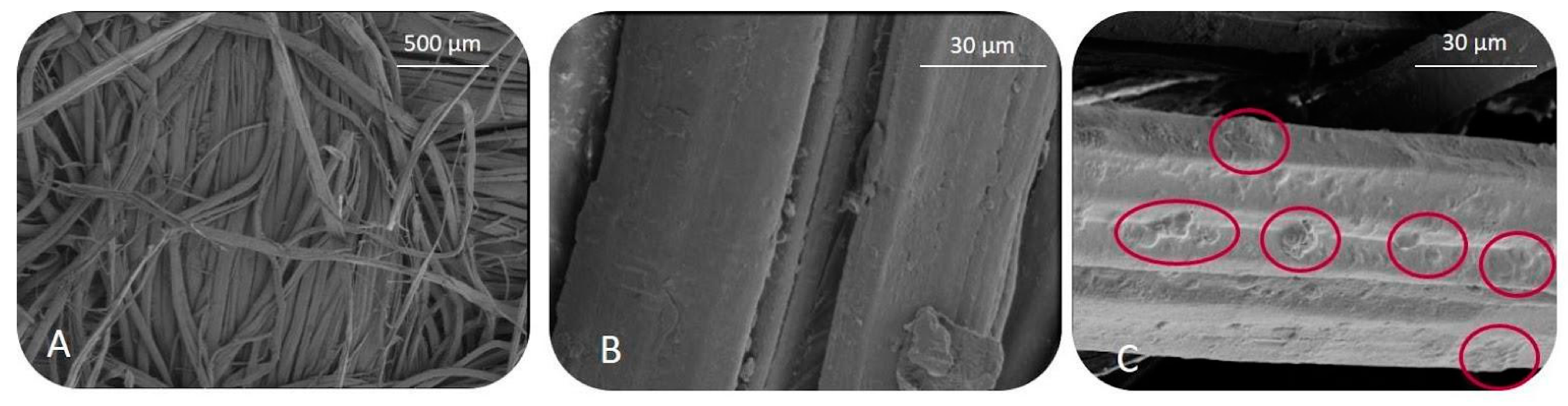 Antioxidants 10 00216 g004