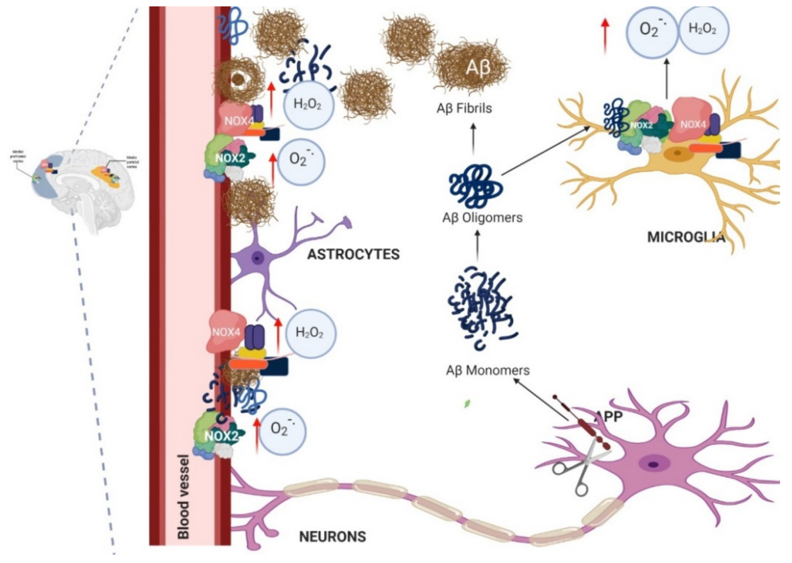 Antioxidants 10 00218 g005