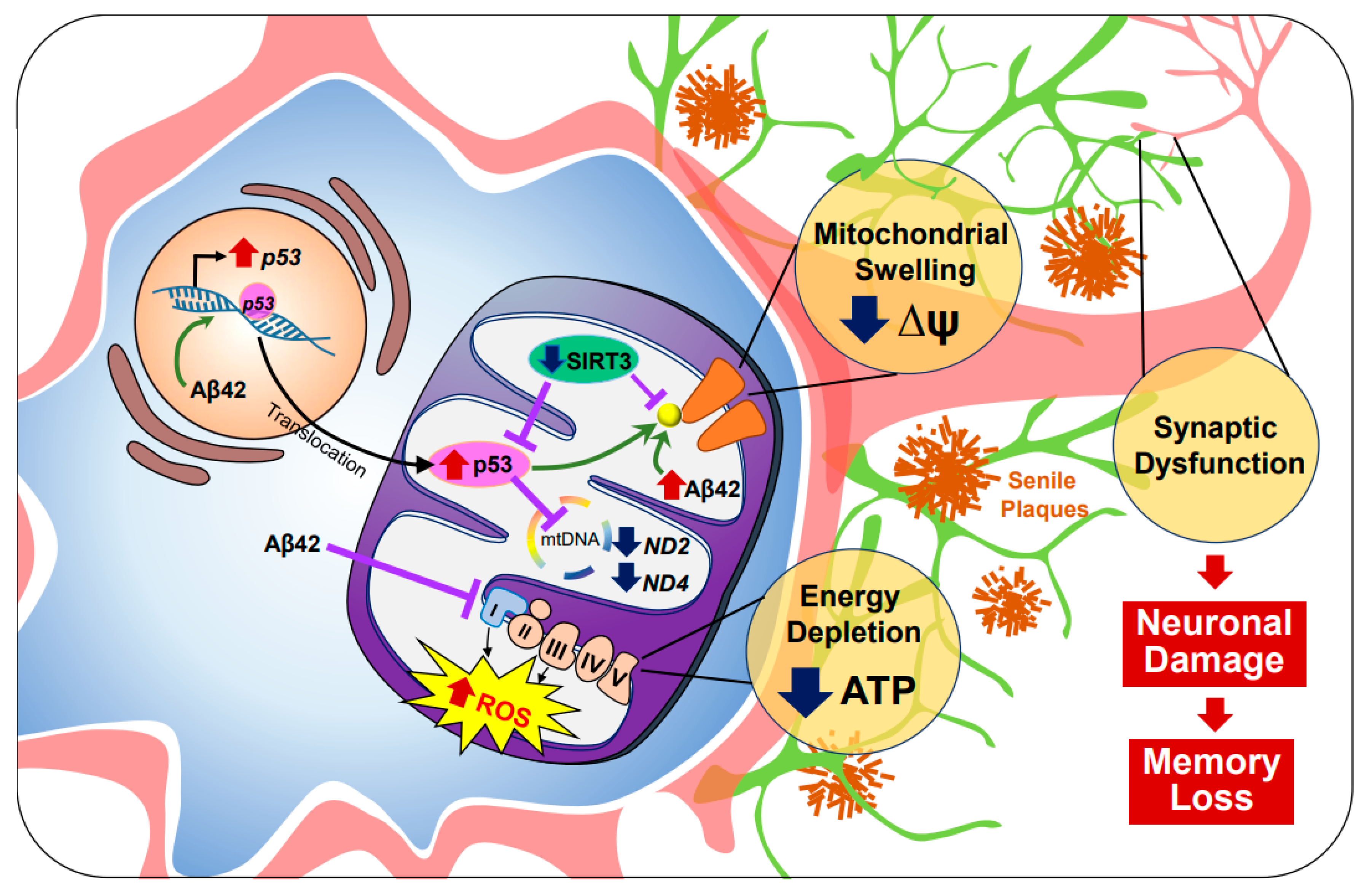 Antioxidants 10 00229 g001