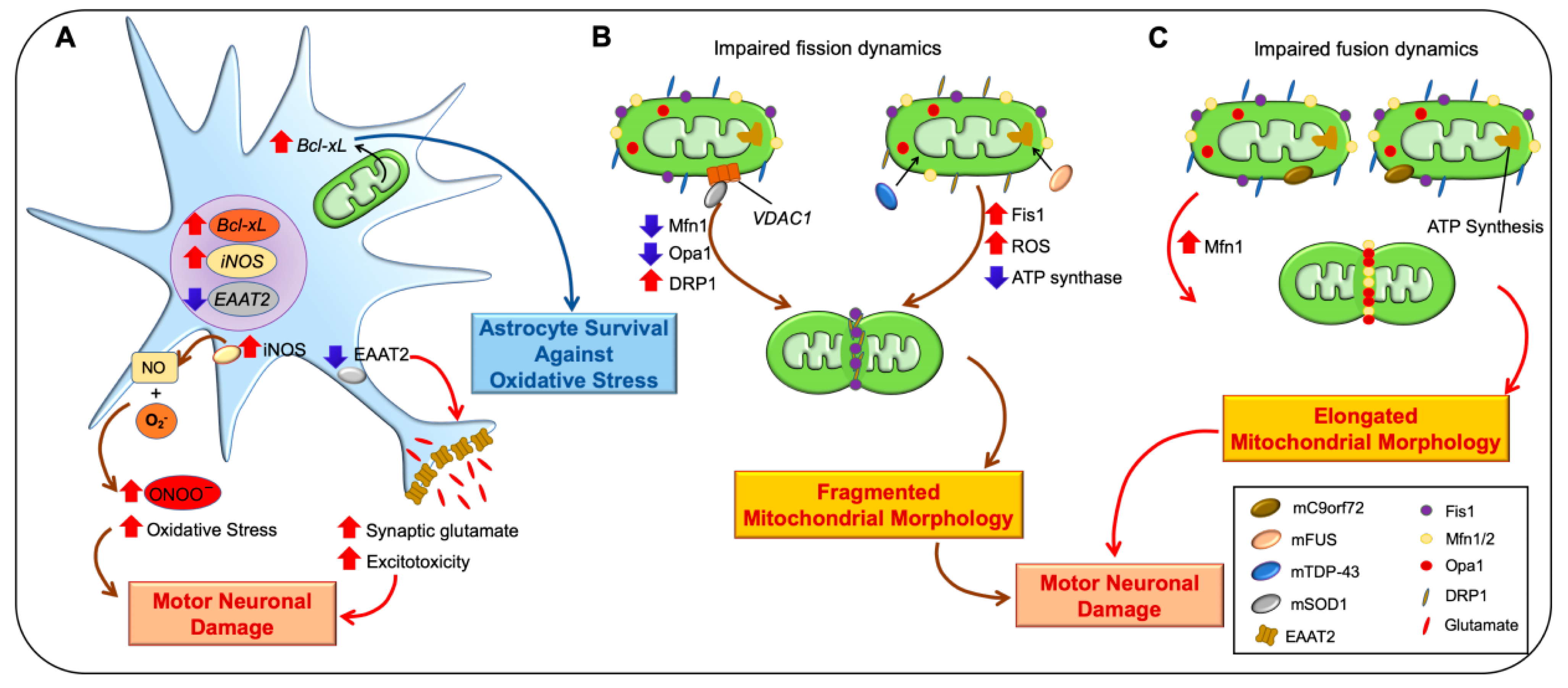 Antioxidants 10 00229 g002