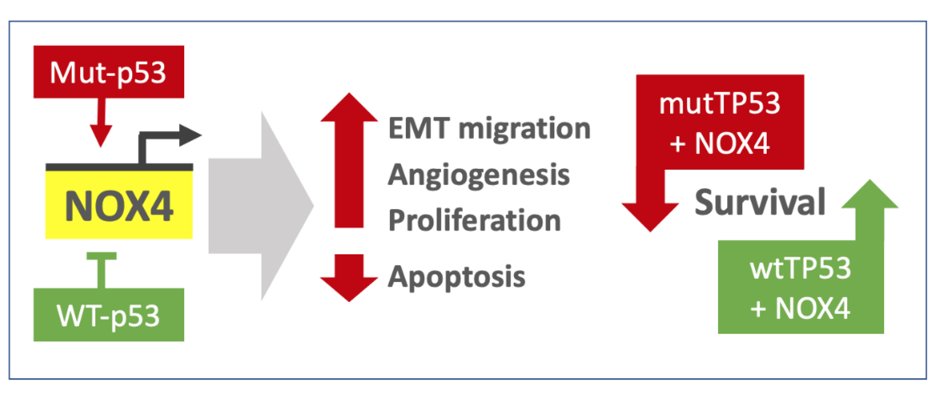 Antioxidants 10 00235 g009
