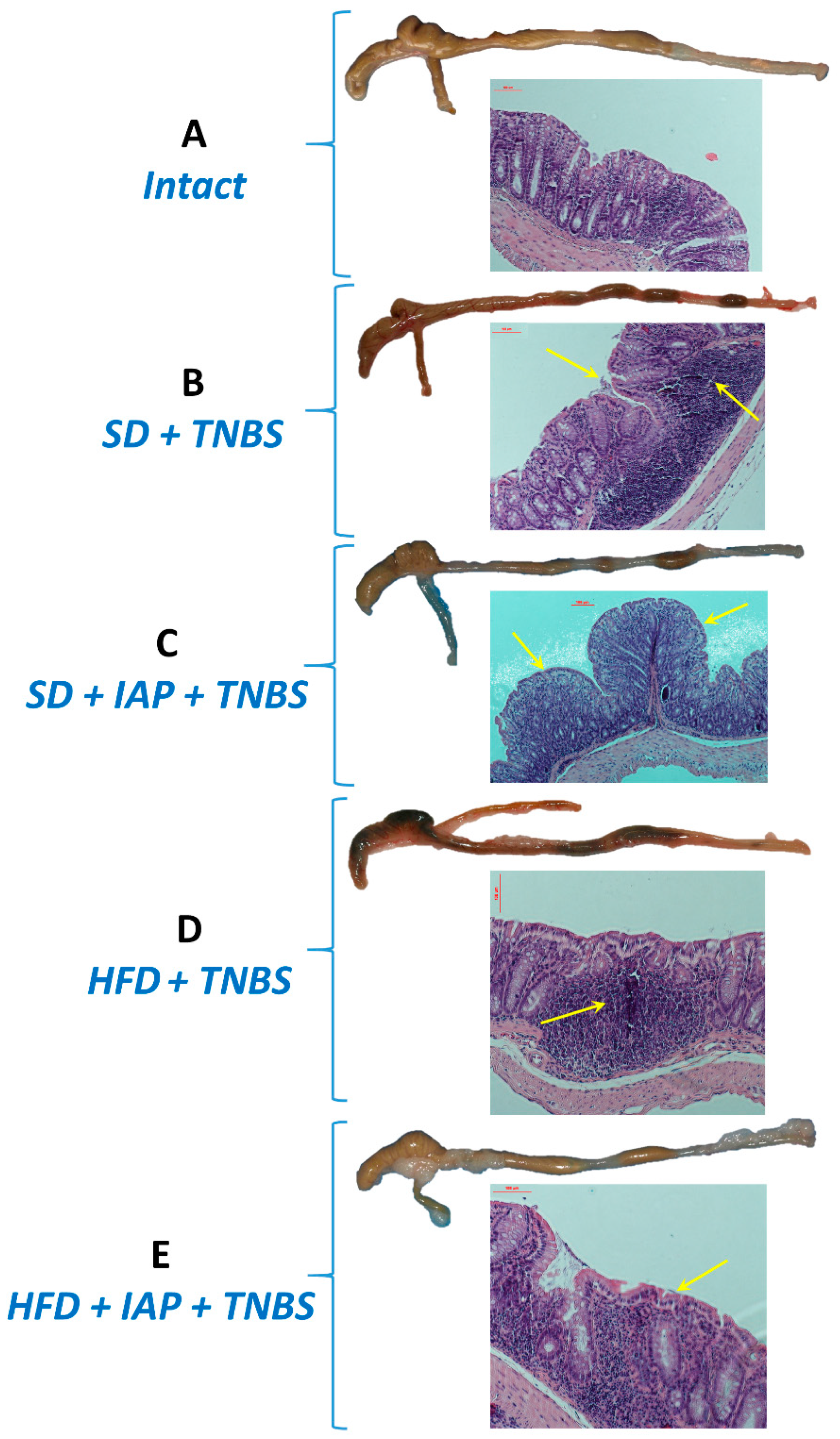 Antioxidants 10 00240 g002
