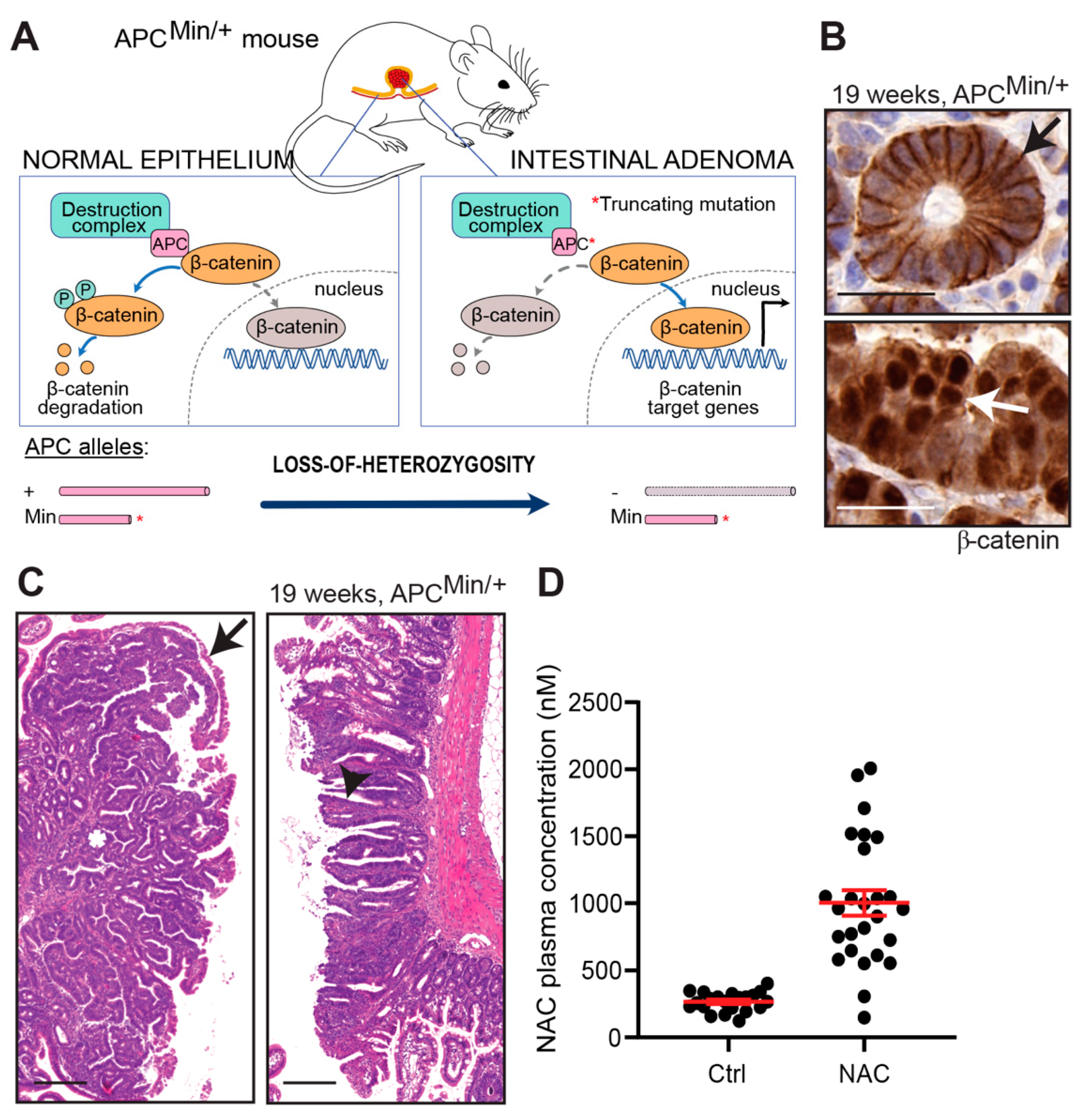 Antioxidants 10 00241 g001