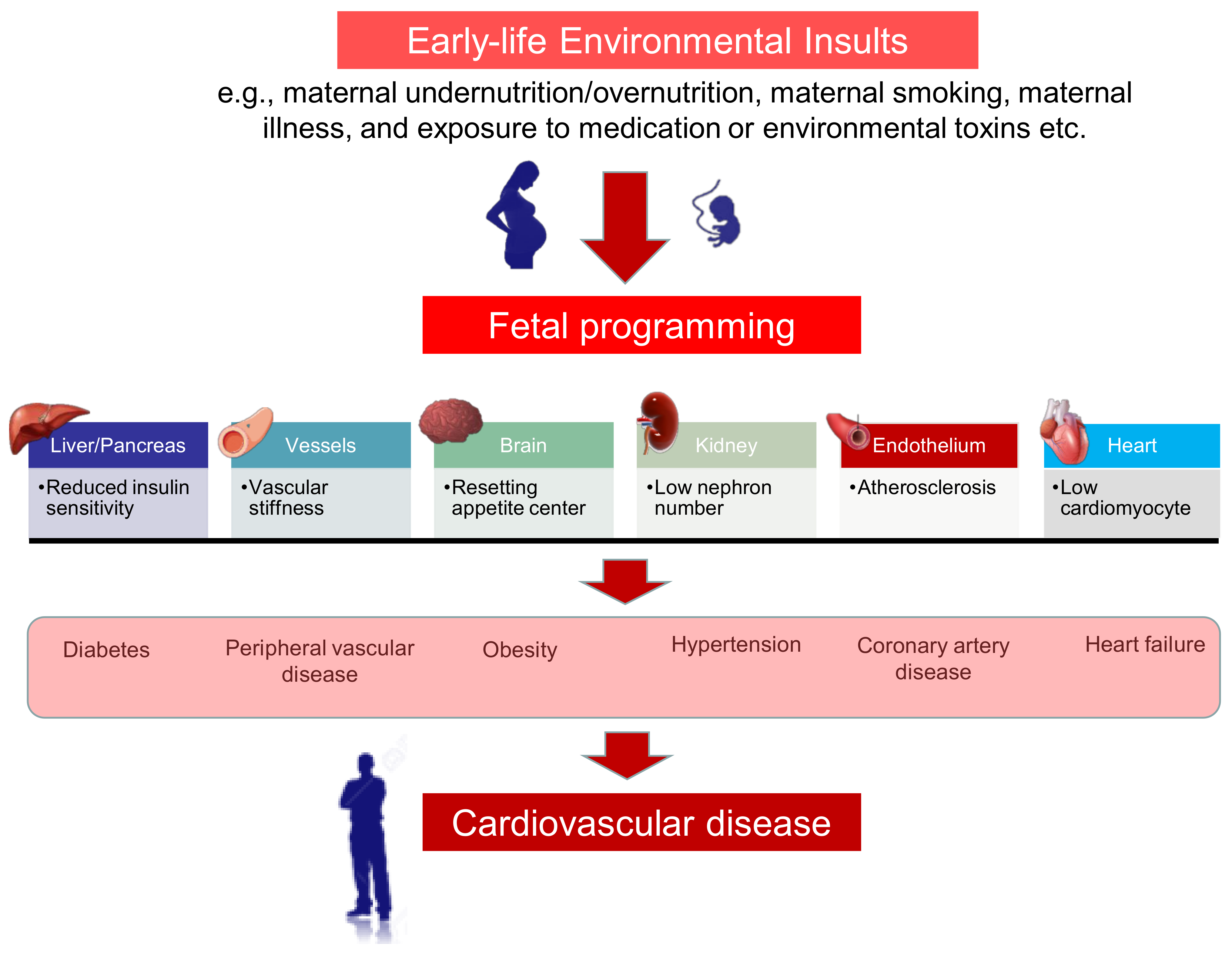 Antioxidants 10 00247 g002 Antioxidants 10 00247 g002