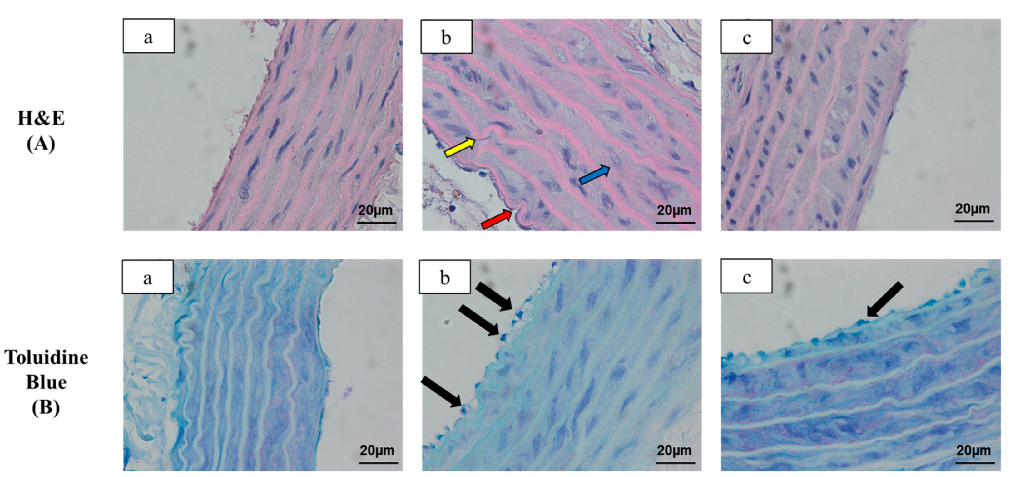 Antioxidants 10 00251 g003