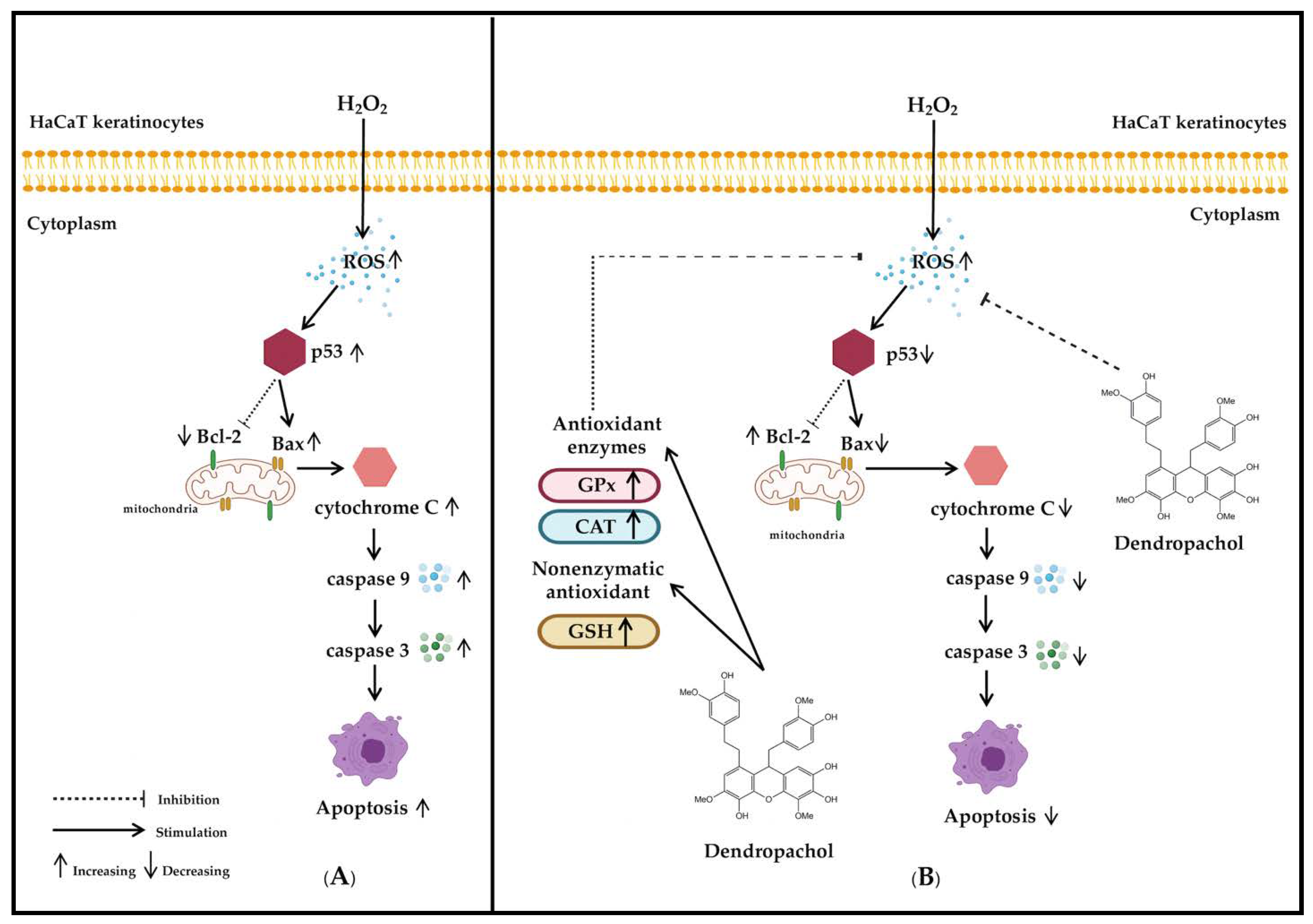 Antioxidants 10 00252 g006 Antioxidants 10 00252 g006