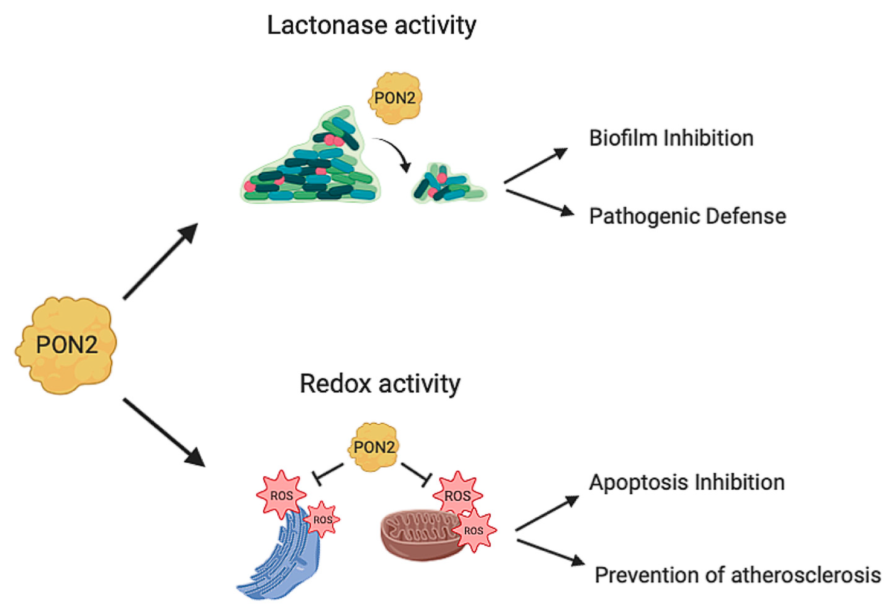 Antioxidants 10 00256 g003