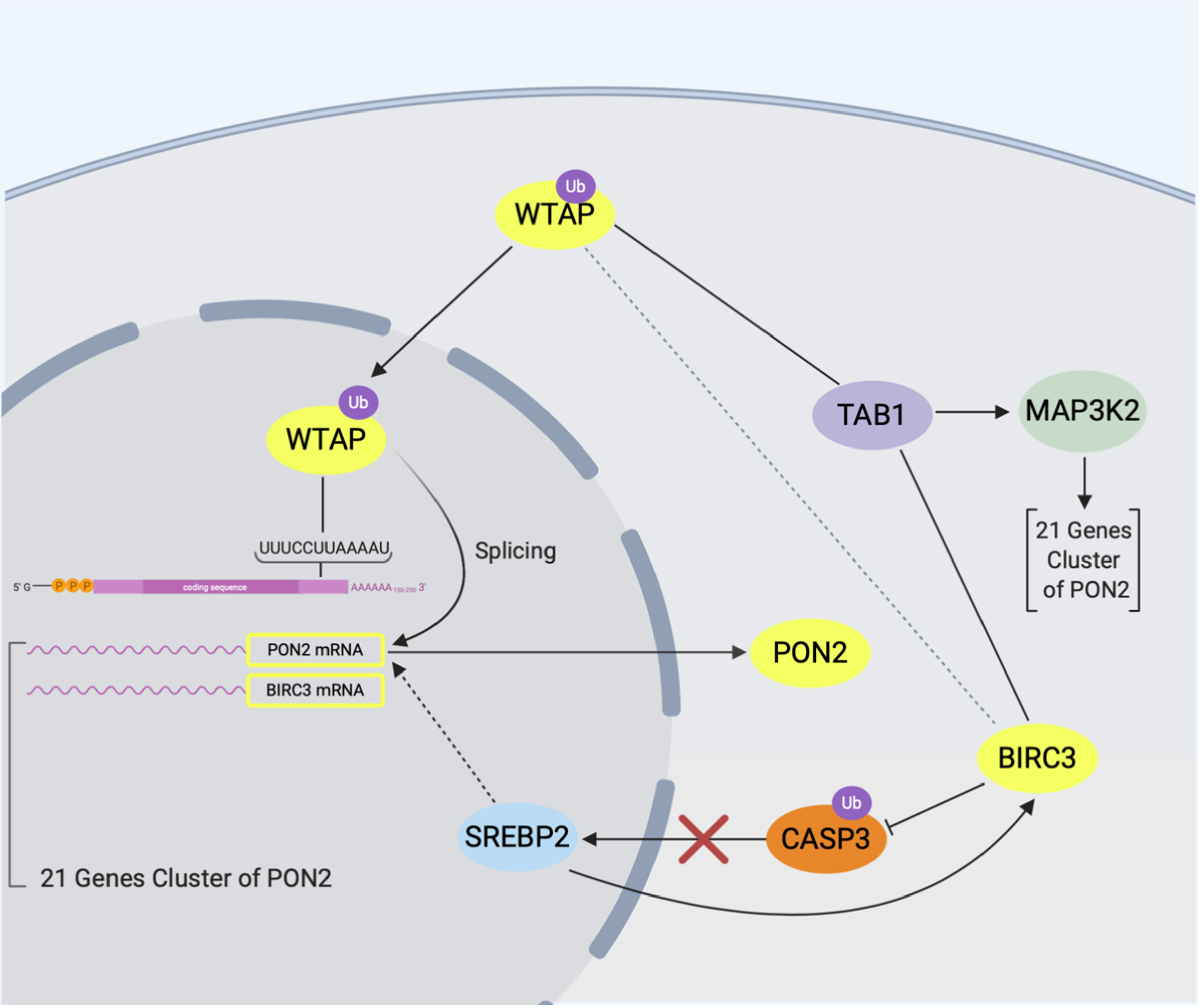 Antioxidants 10 00256 g005