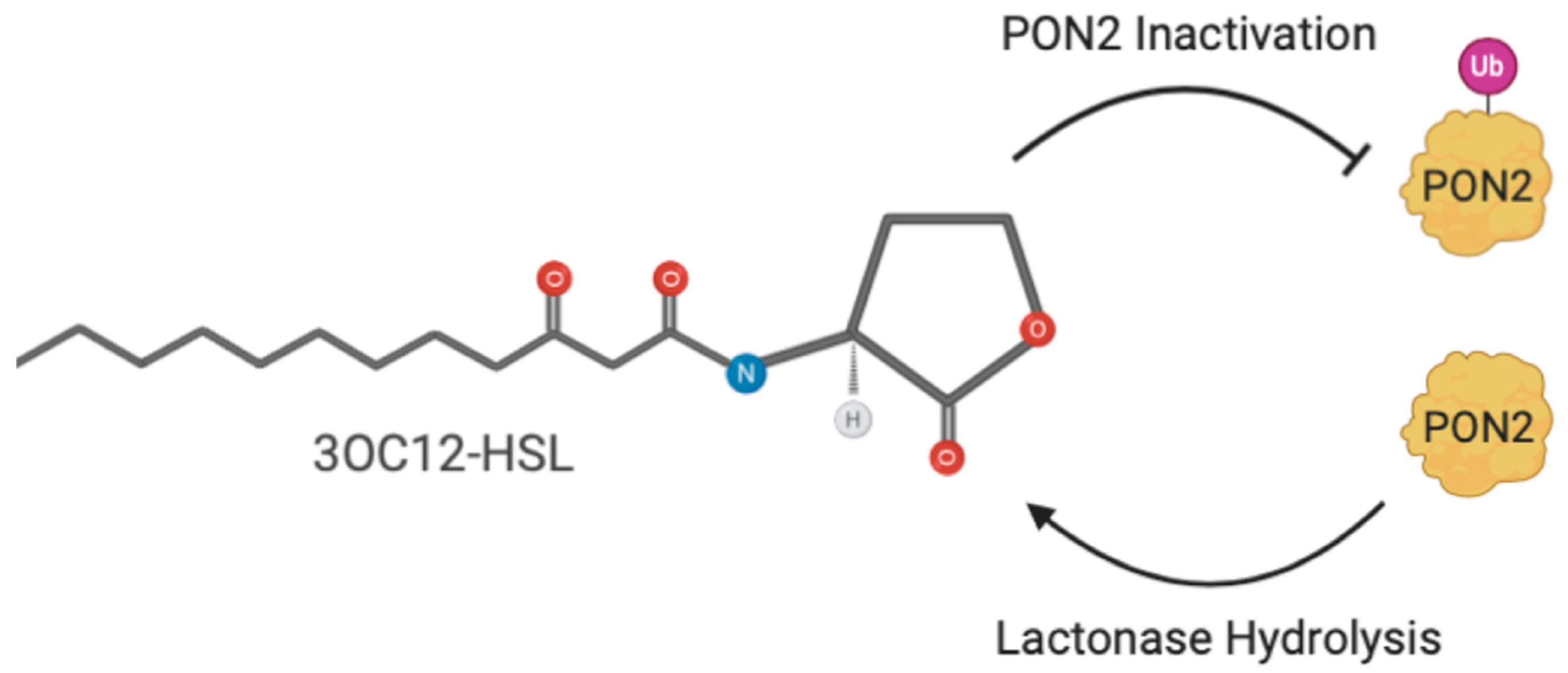 Antioxidants 10 00256 g006