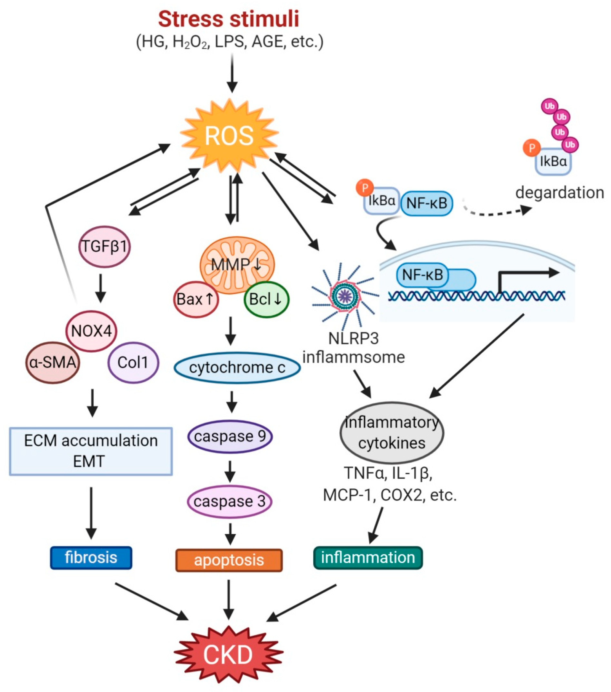Antioxidants 10 00258 g001