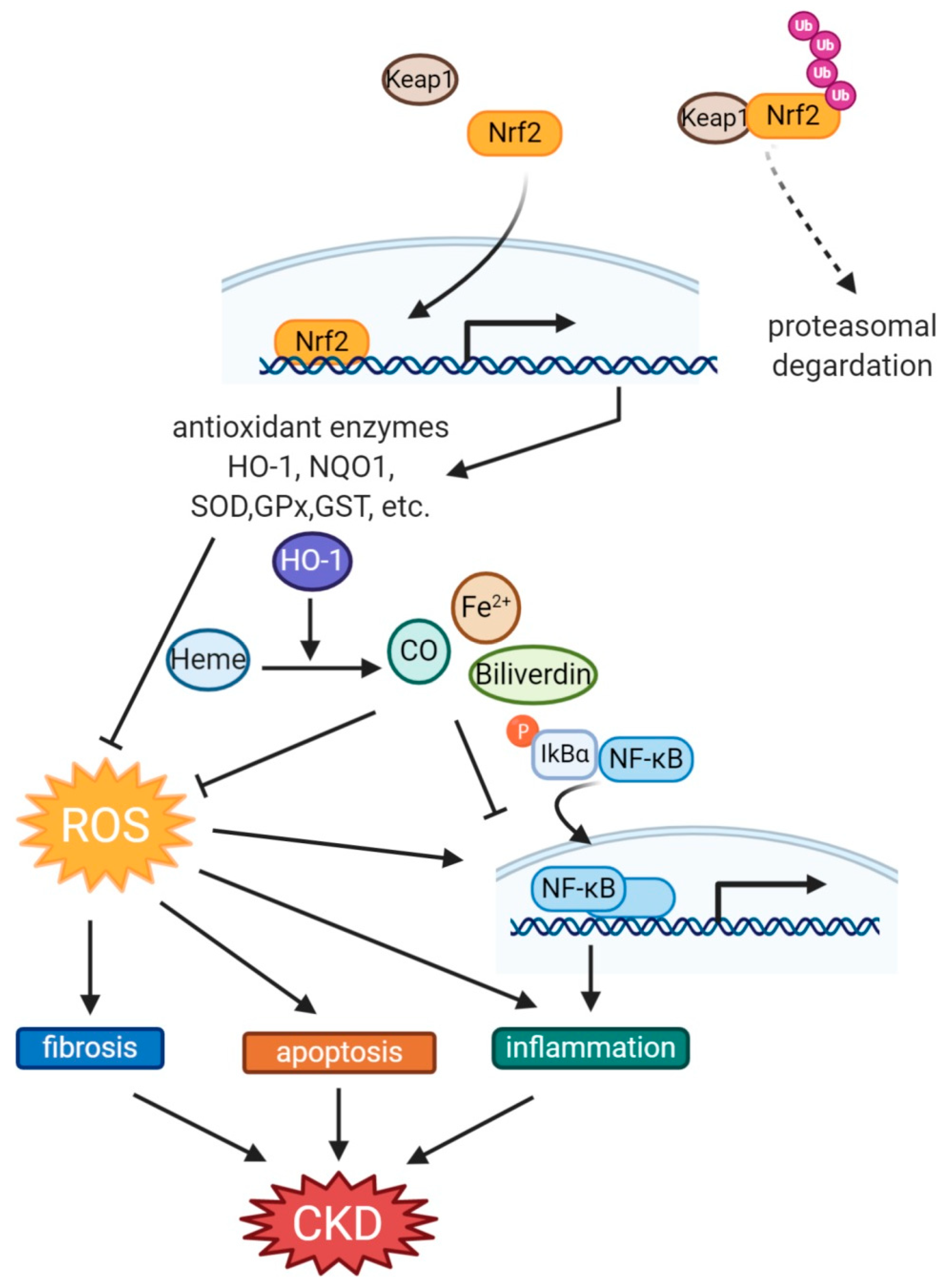 Antioxidants 10 00258 g002