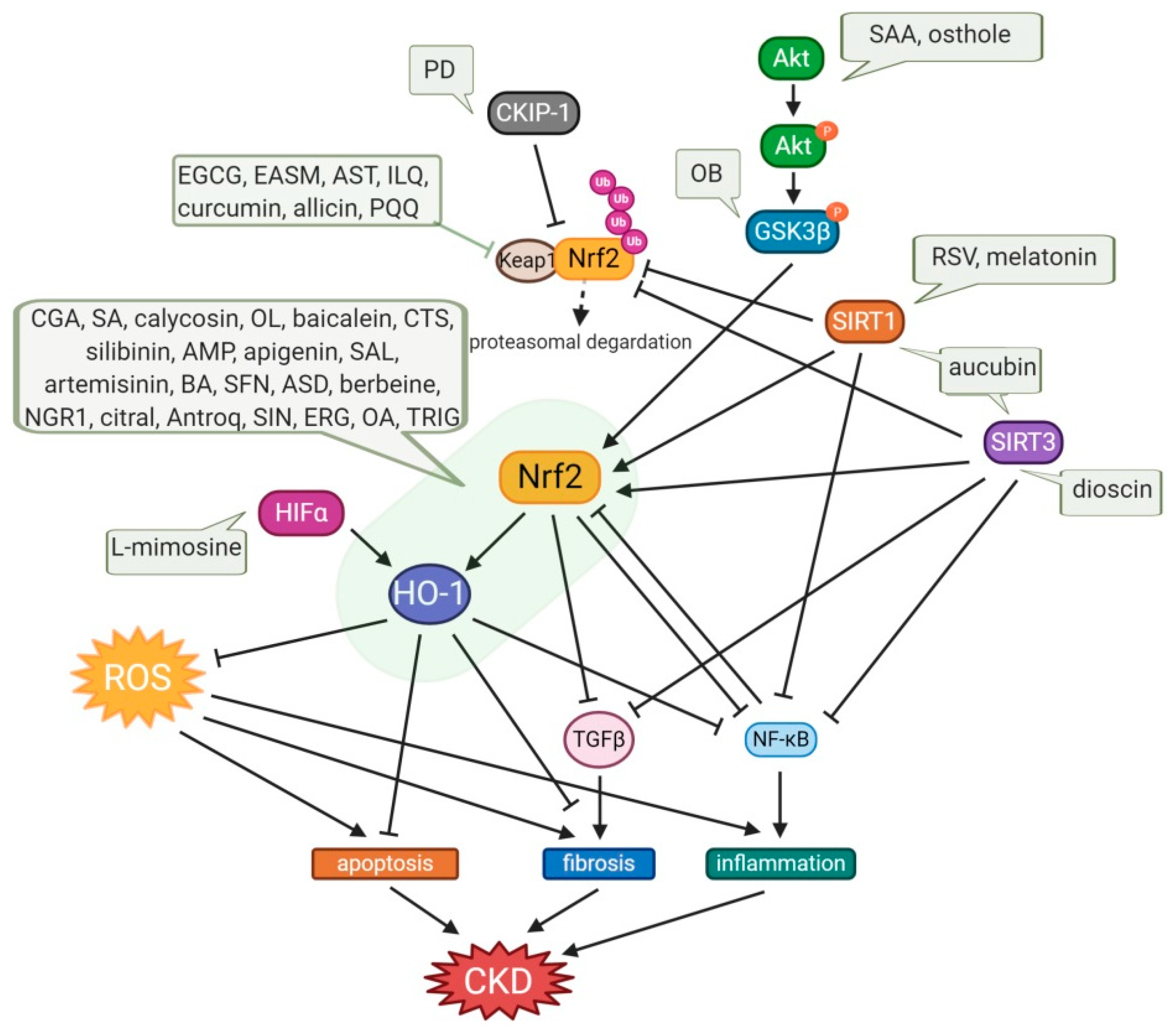 Antioxidants 10 00258 g003