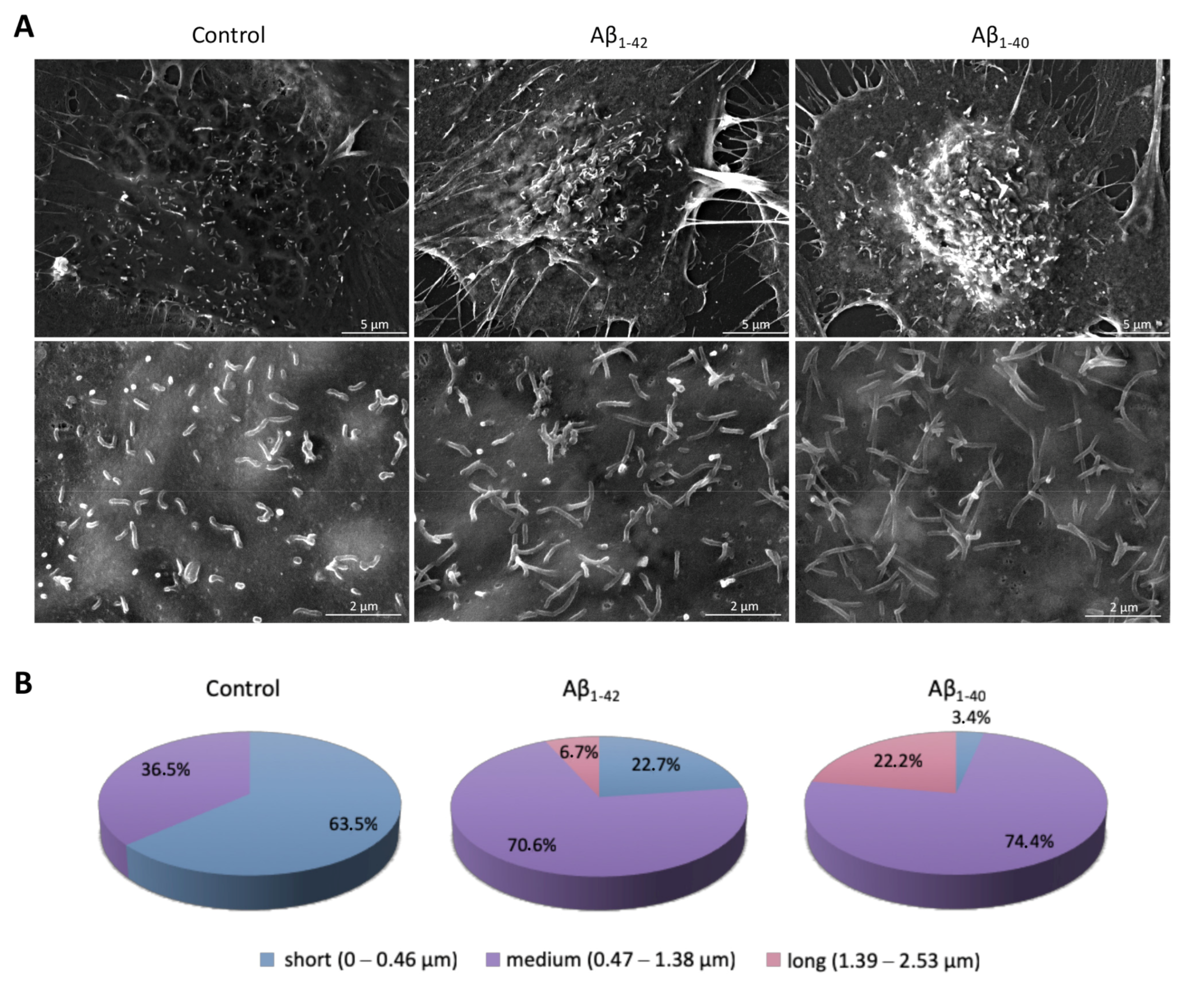 Antioxidants 10 00266 g005