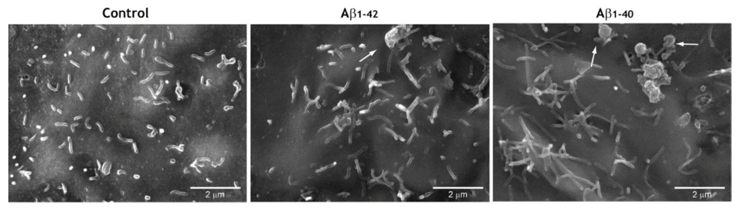Antioxidants 10 00266 g007