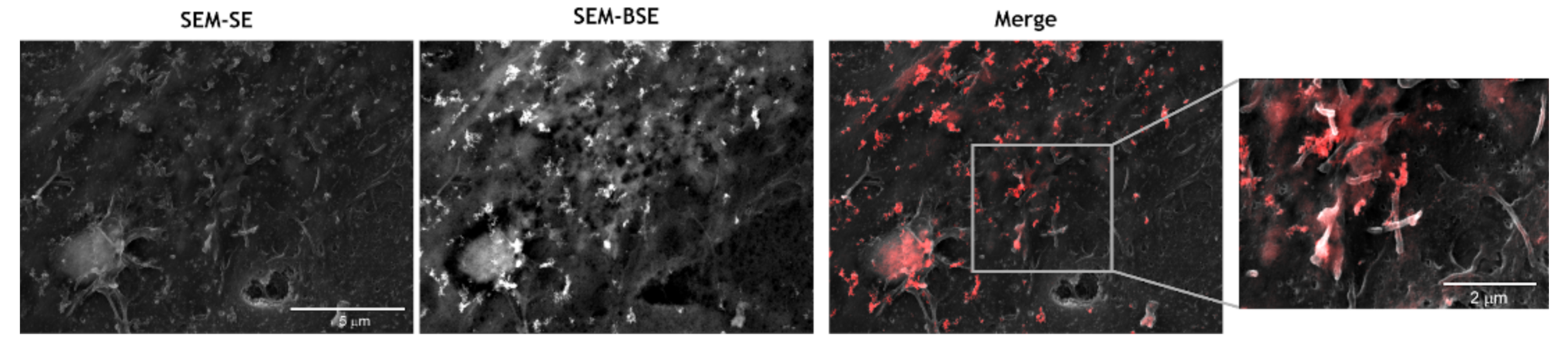 Antioxidants 10 00266 g008