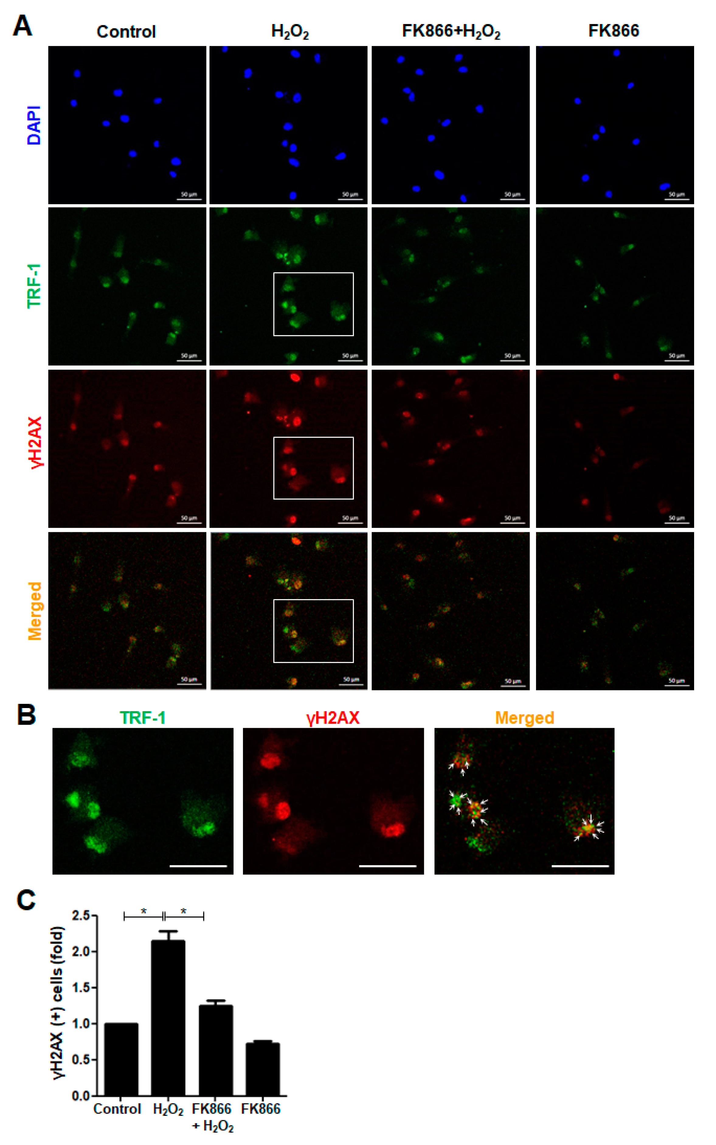 Antioxidants 10 00271 g002