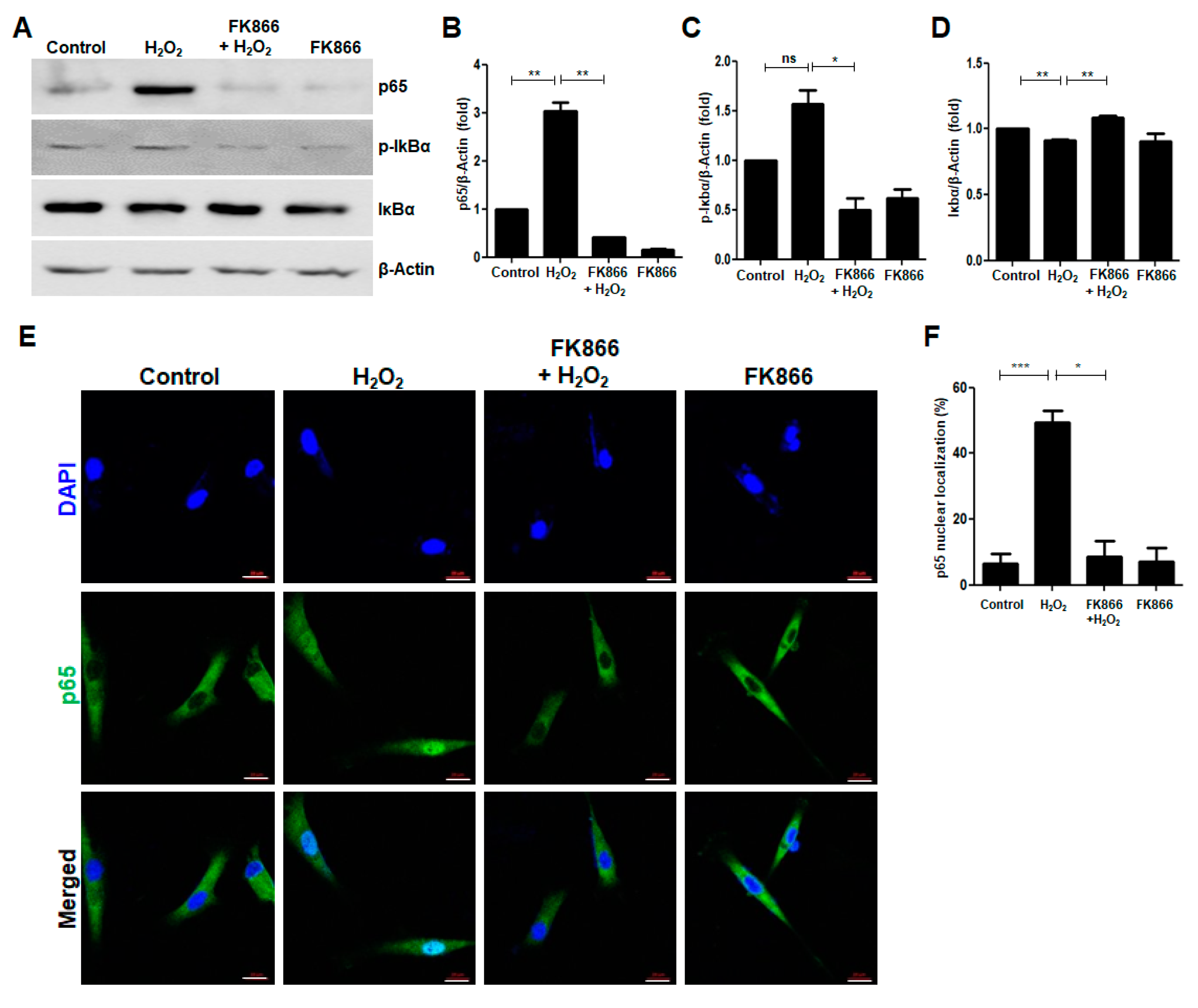 Antioxidants 10 00271 g005