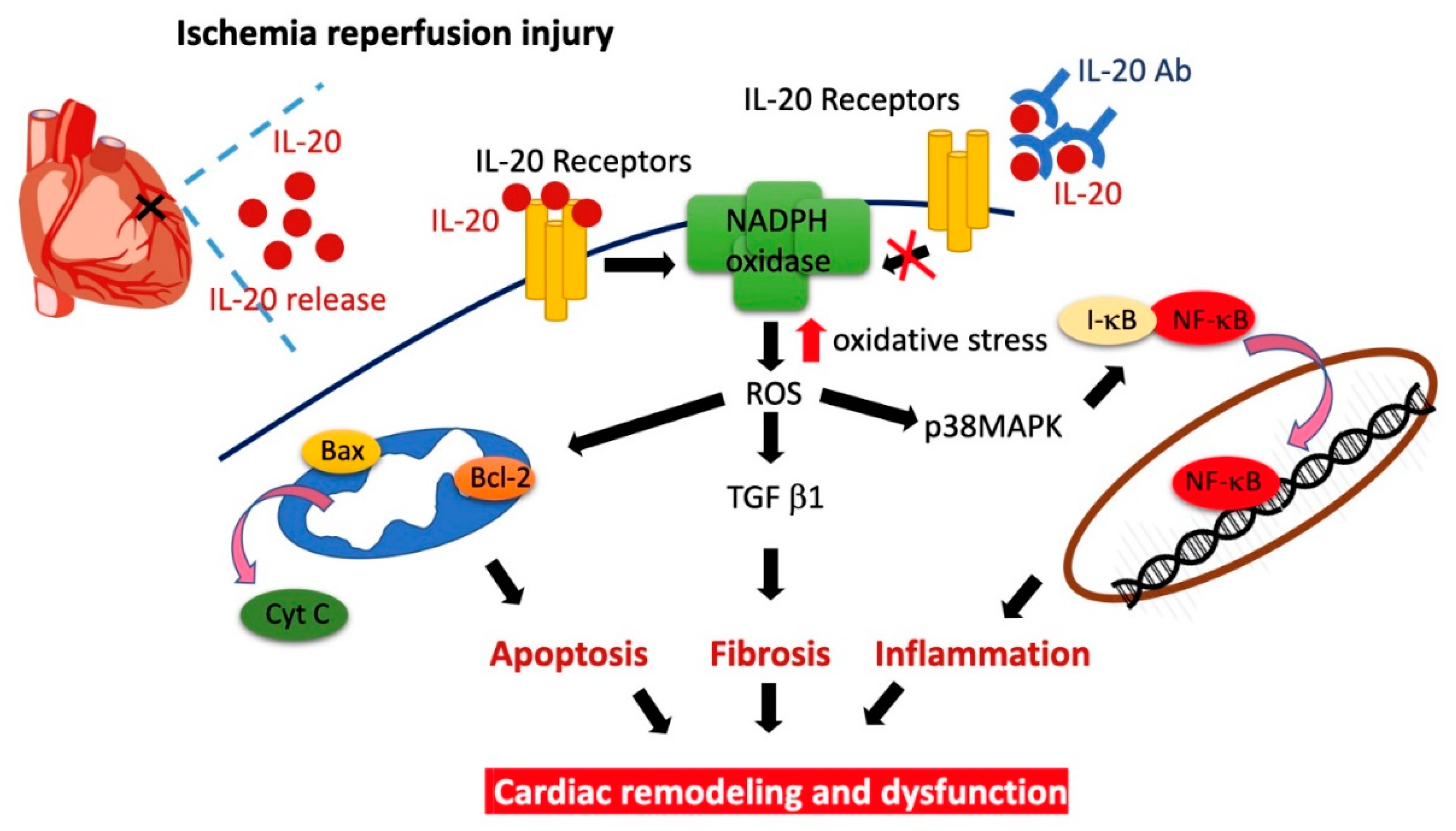 Antioxidants 10 00275 g008 Antioxidants 10 00275 g008