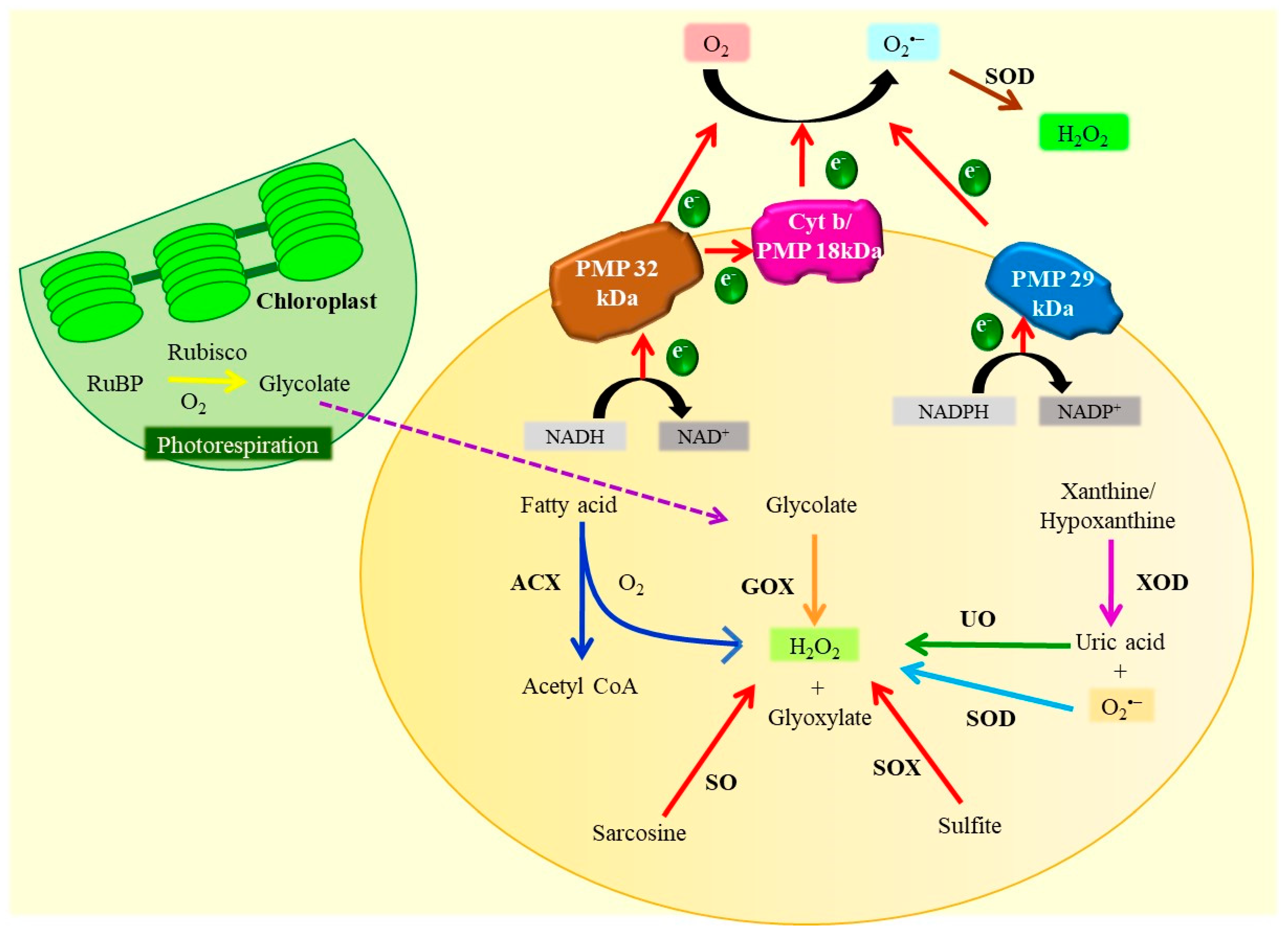 Antioxidants 10 00277 g004