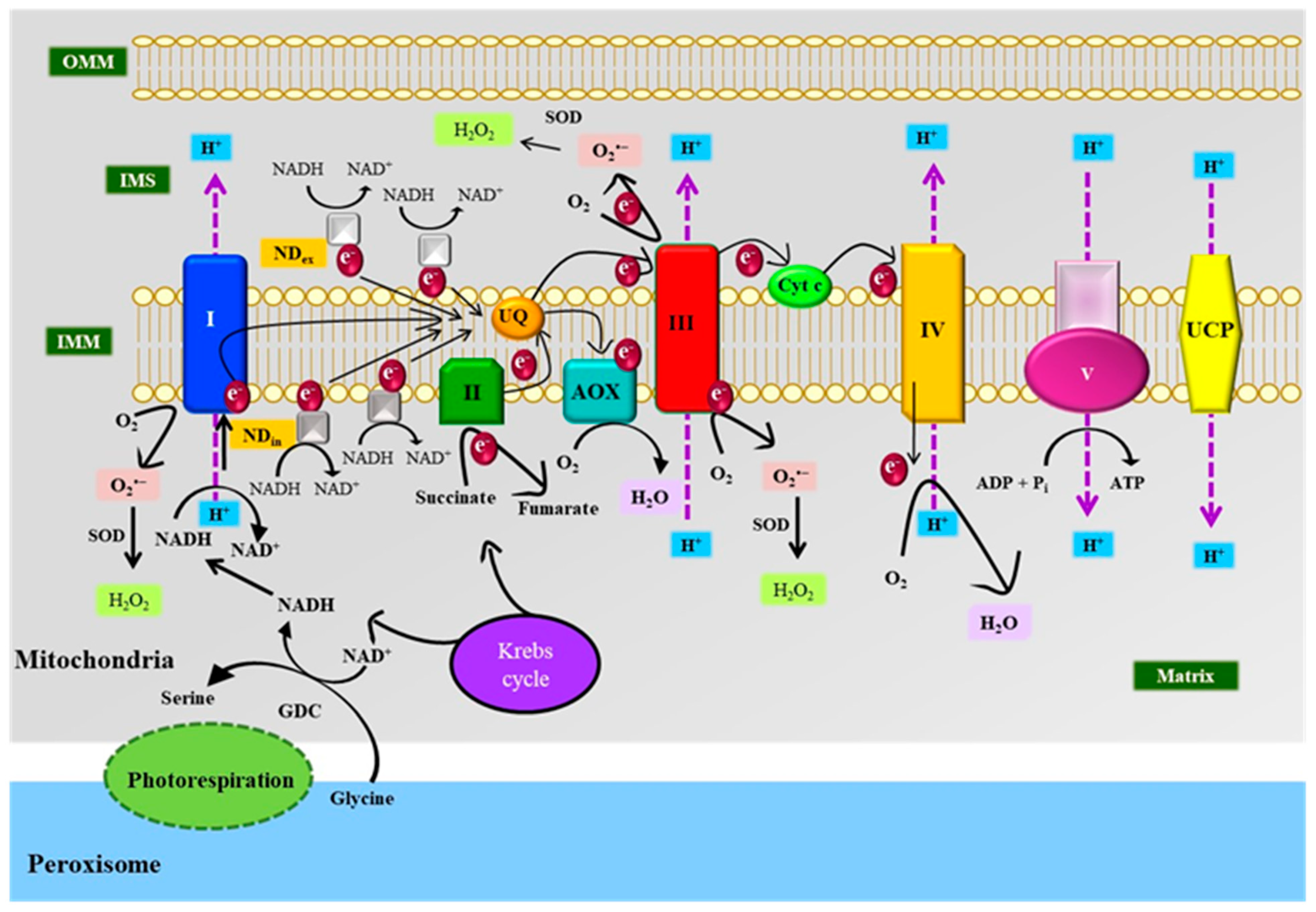 Antioxidants 10 00277 g005