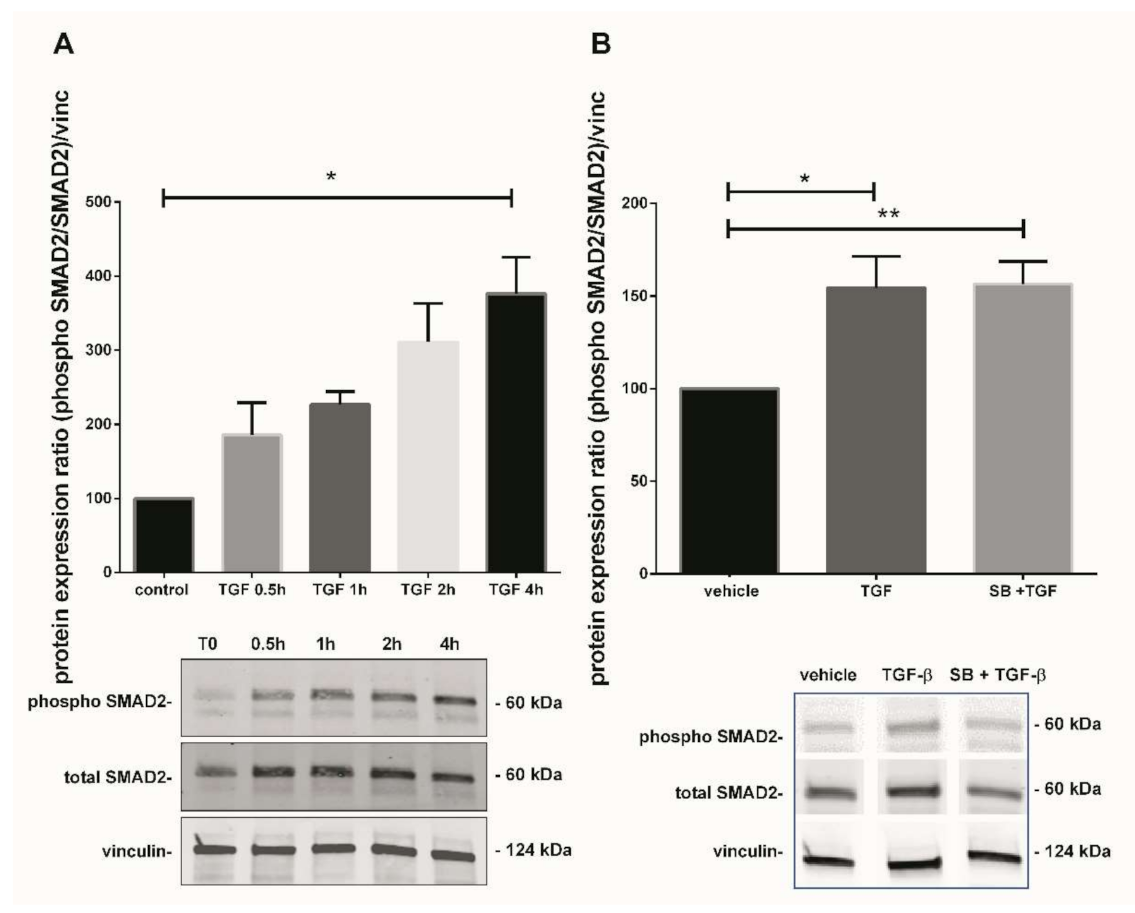 Antioxidants 10 00281 g004