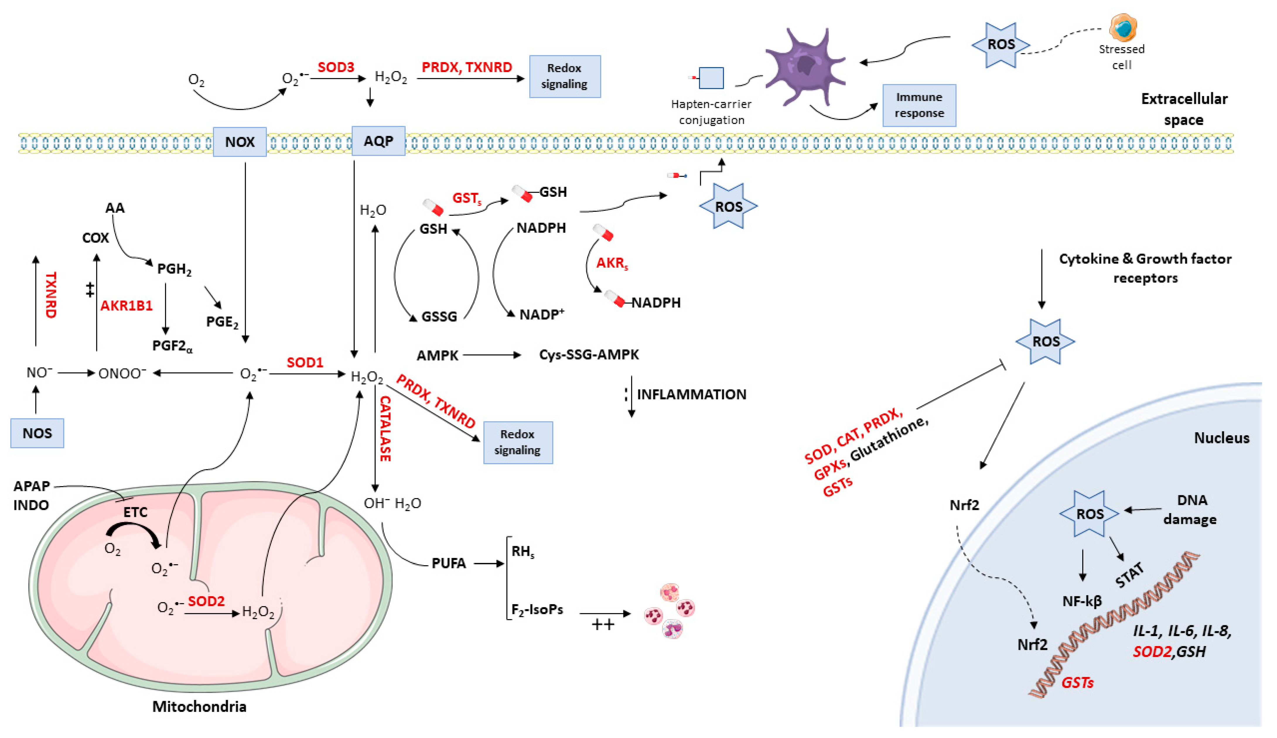 Antioxidants 10 00294 g001