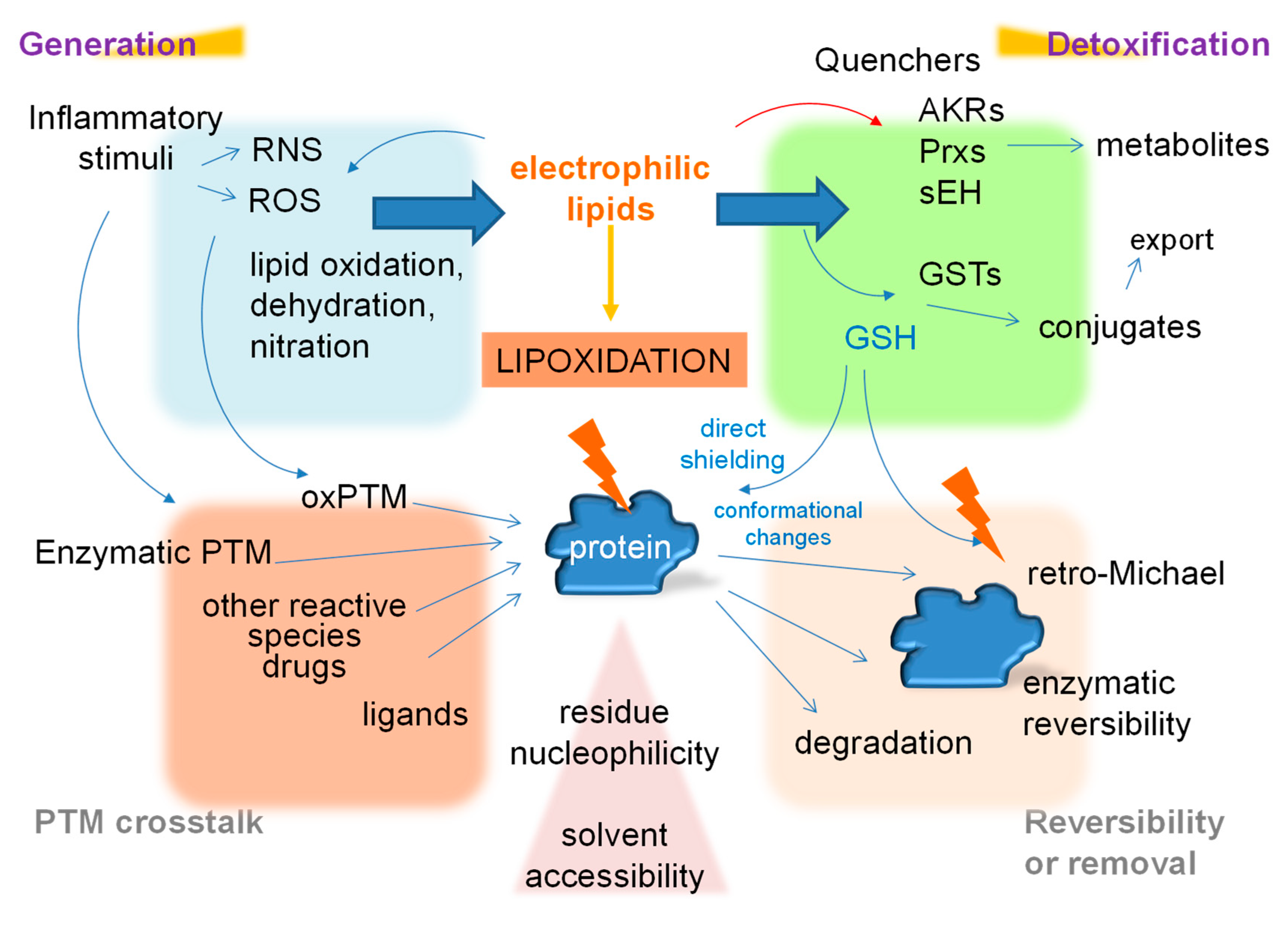 Antioxidants 10 00295 g003