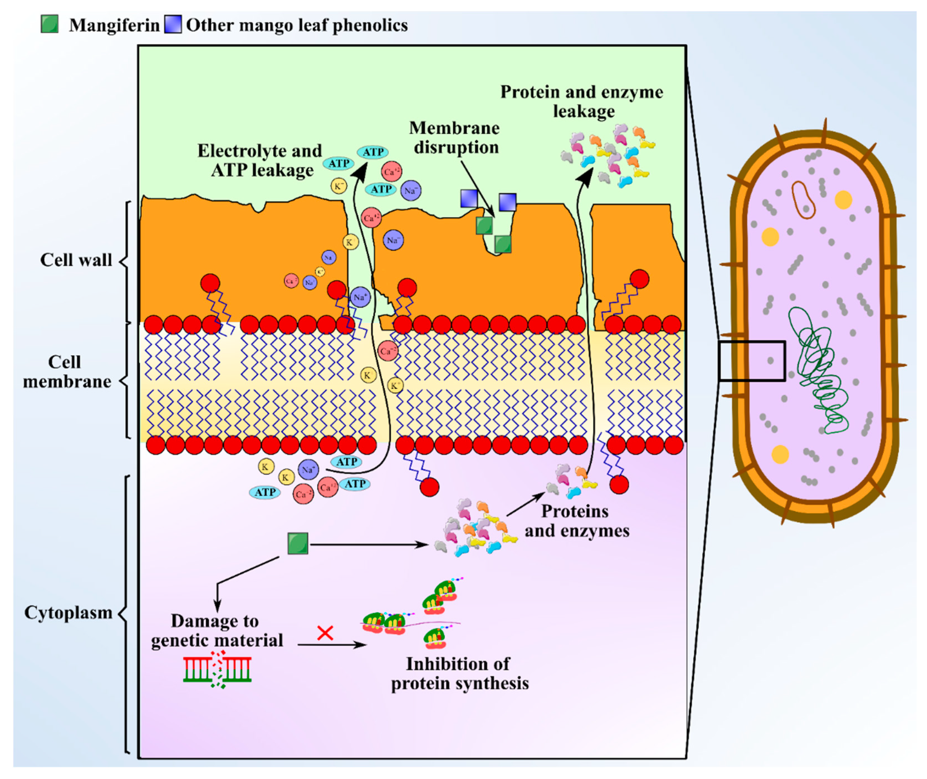 Antioxidants 10 00299 g004