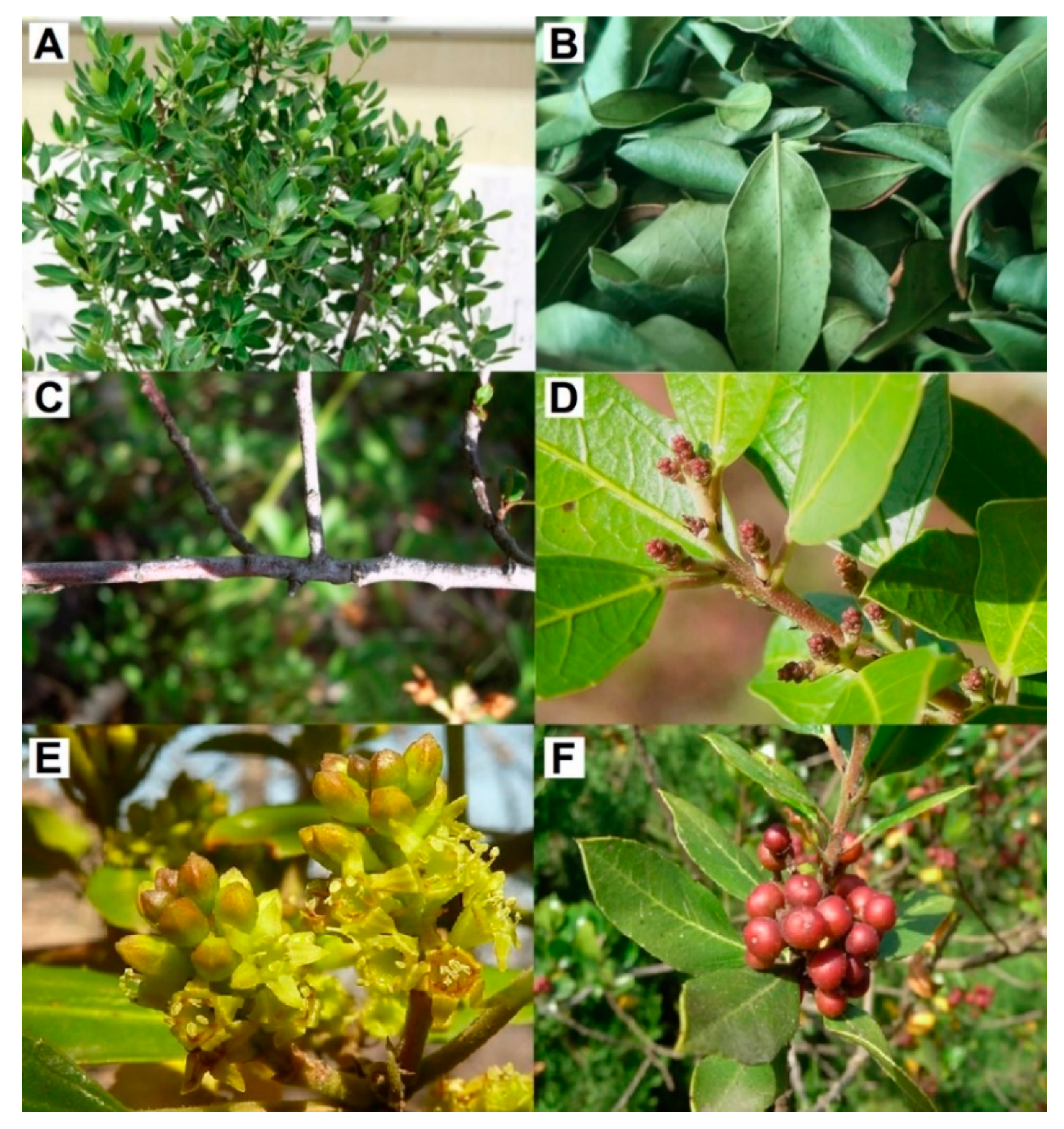 Antioxidants 10 00300 g001