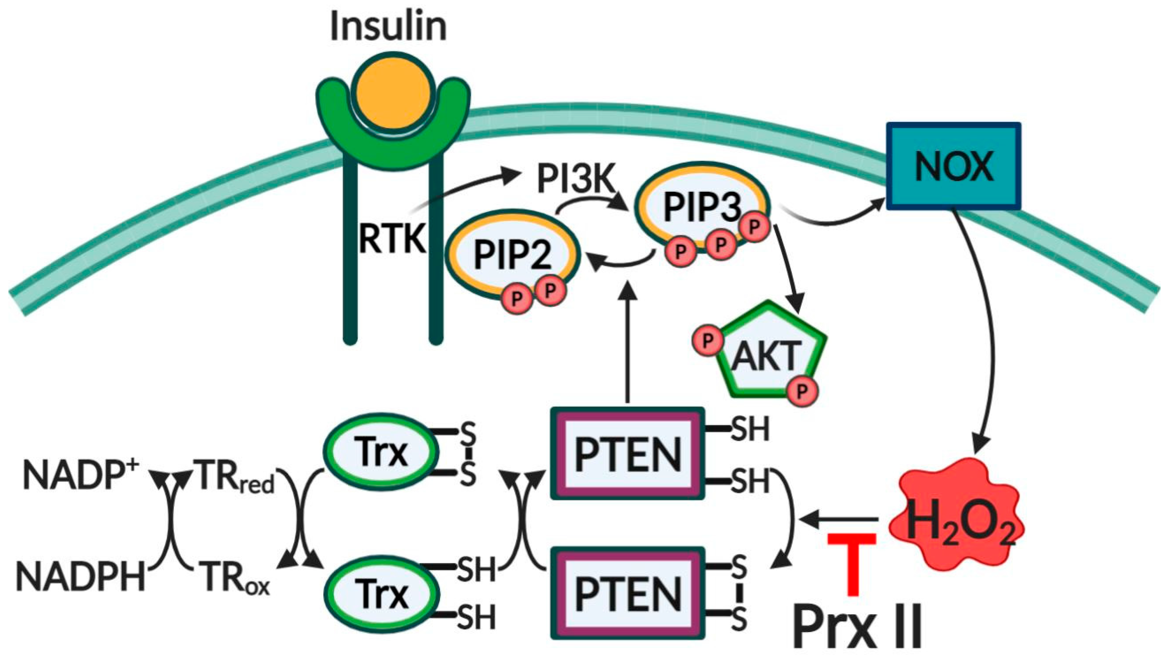 Antioxidants 10 00302 g003