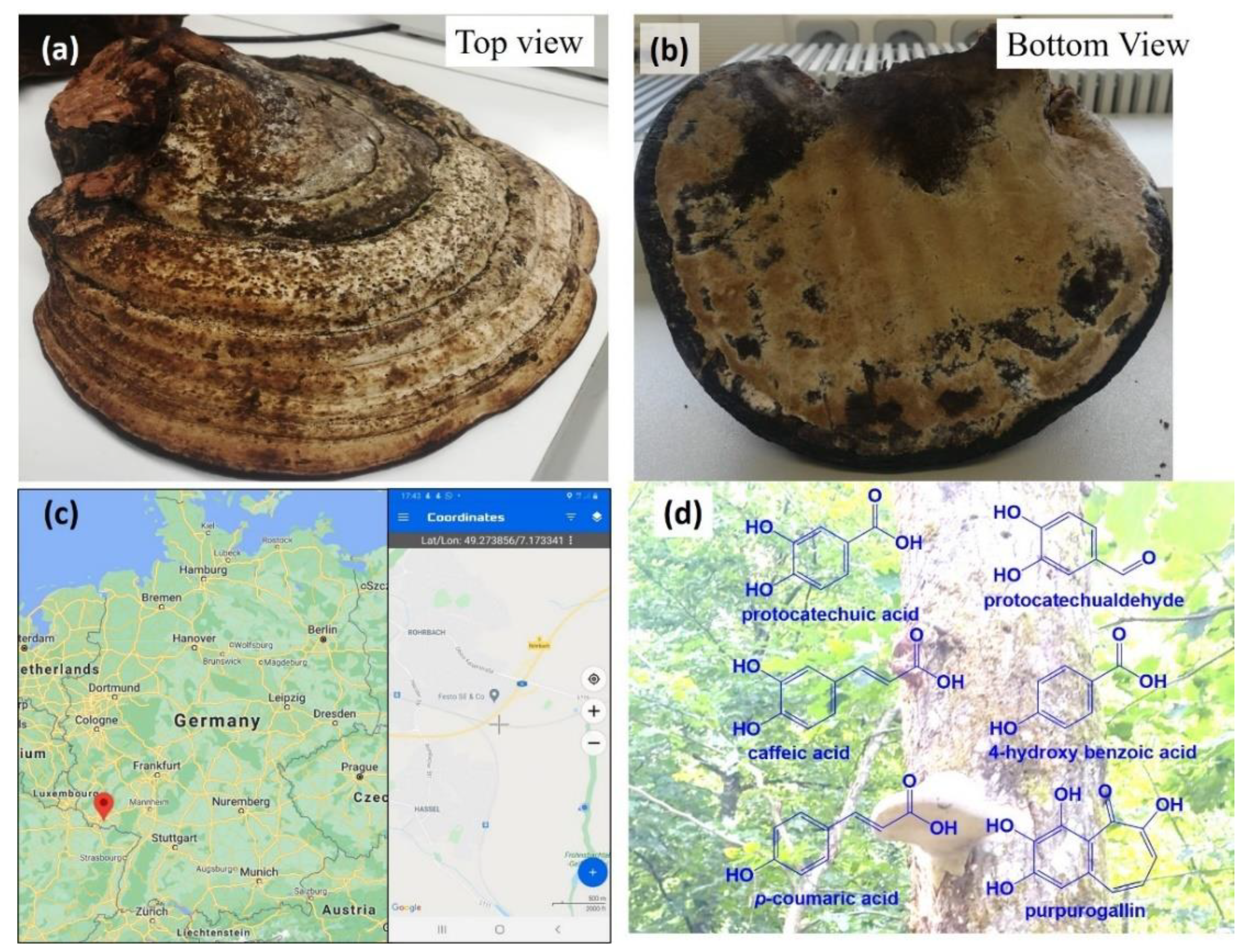 Antioxidants 10 00303 g001 Antioxidants 10 00303 g001