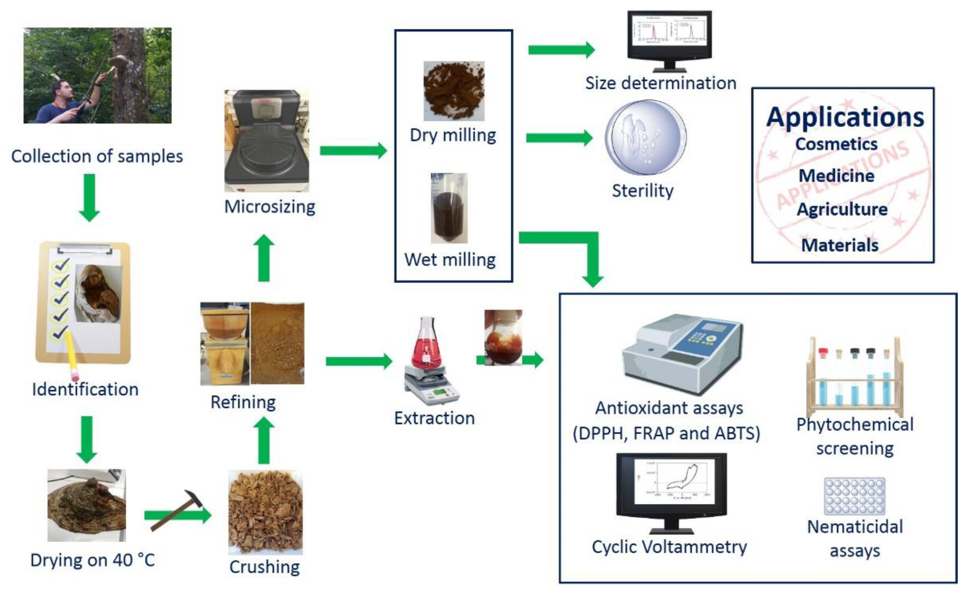 Antioxidants 10 00303 g002 Antioxidants 10 00303 g002