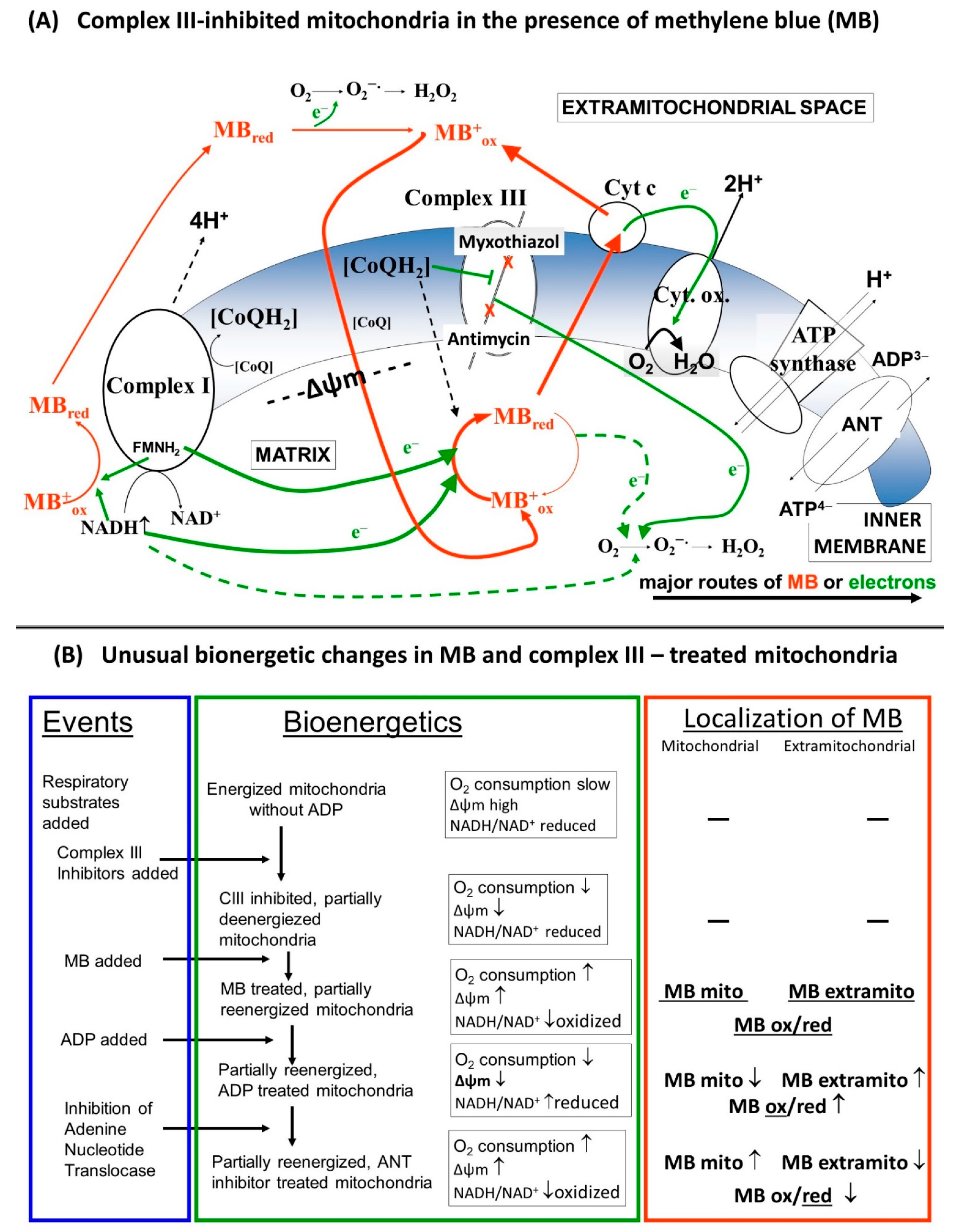 Antioxidants 10 00305 g010