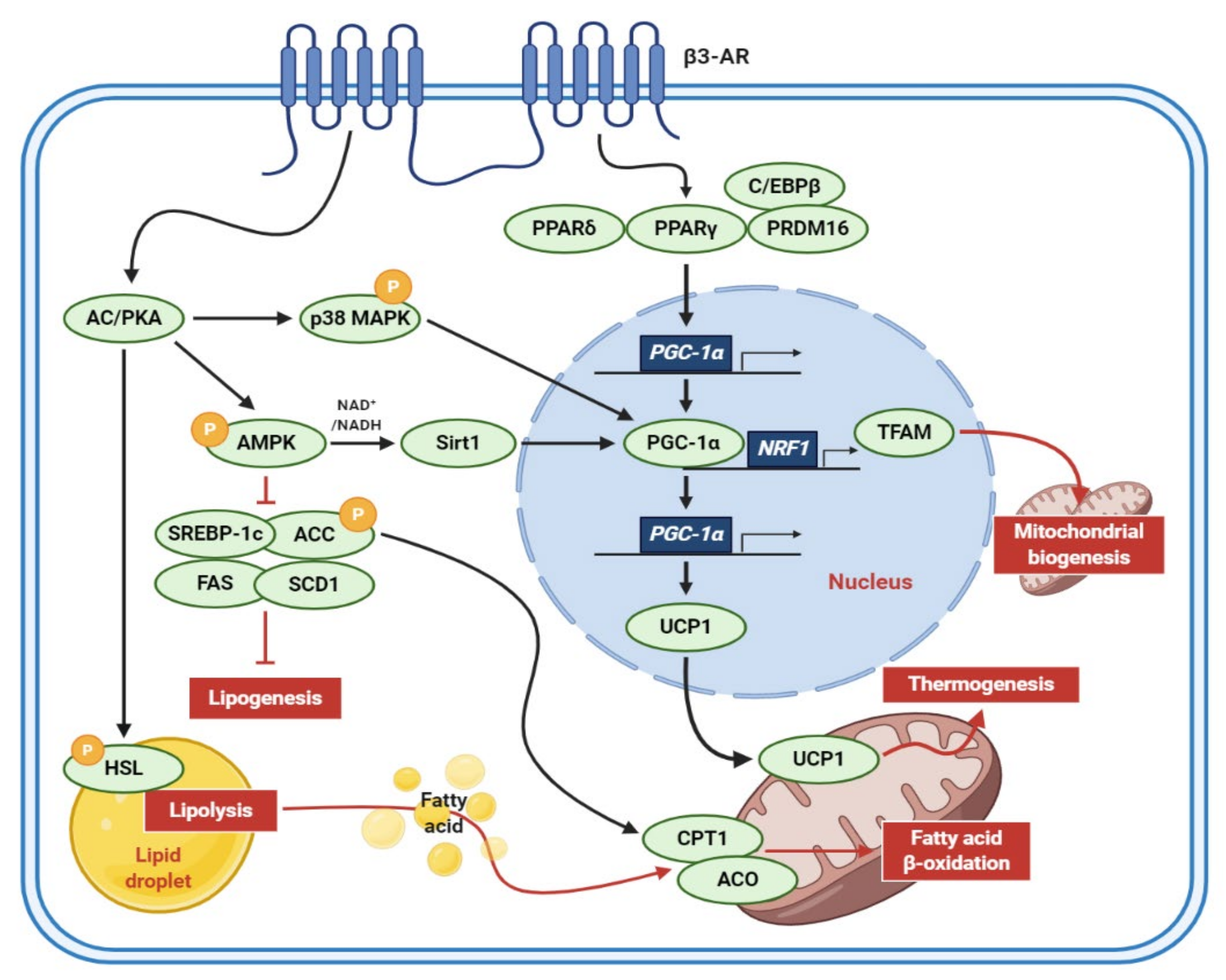 Antioxidants 10 00308 g002